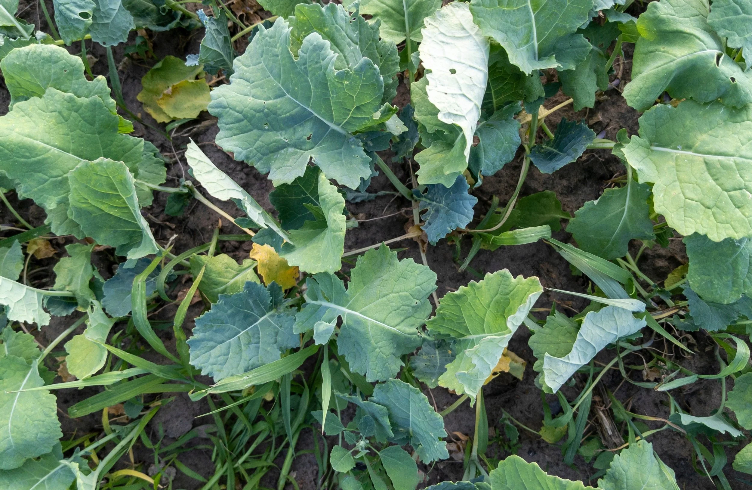 Why Turnips Don’t Grow (and How to Fix It) — Grow Veg UK Style