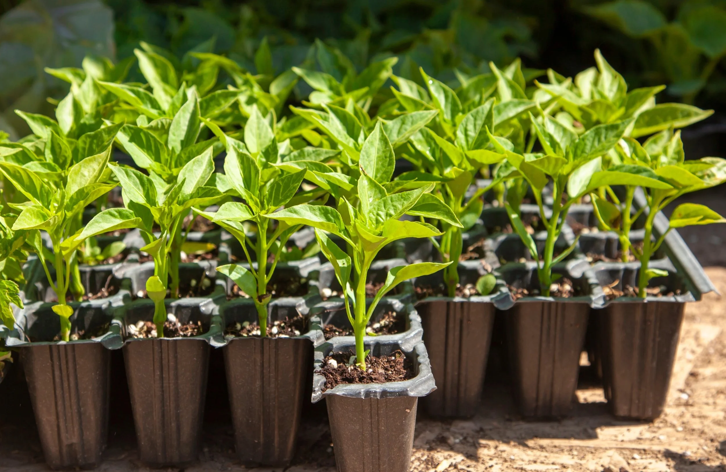 When to Plant Chillies in the UK