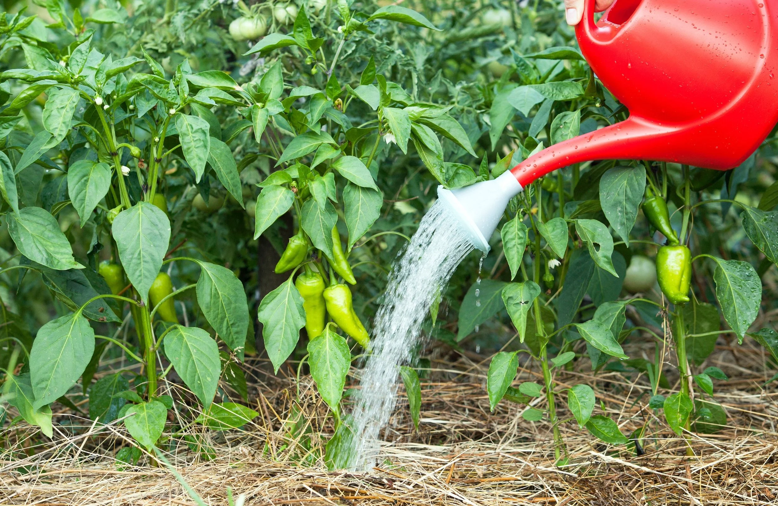 How Often to Water Chillies