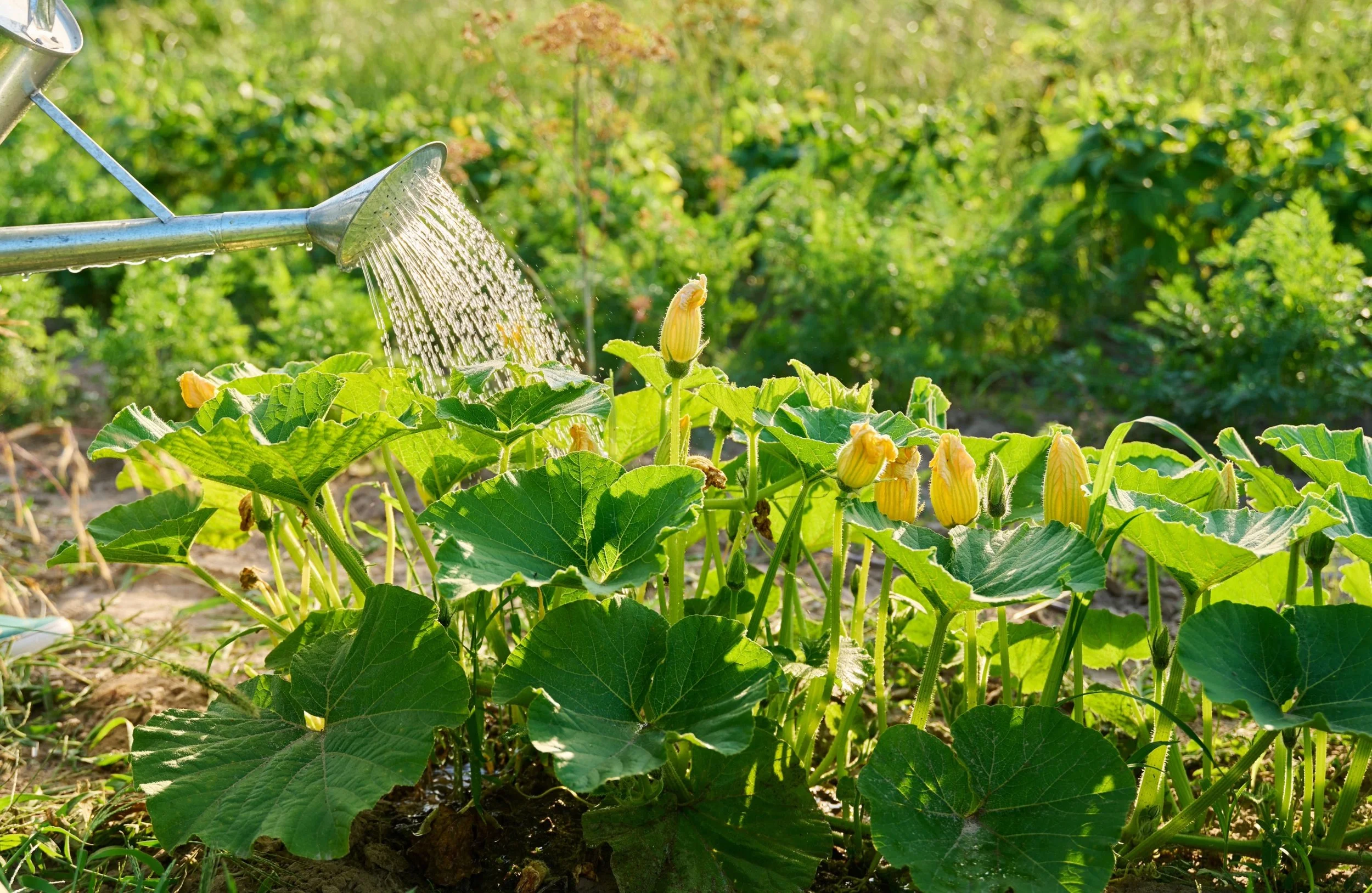 How Often to Water Pumpkins