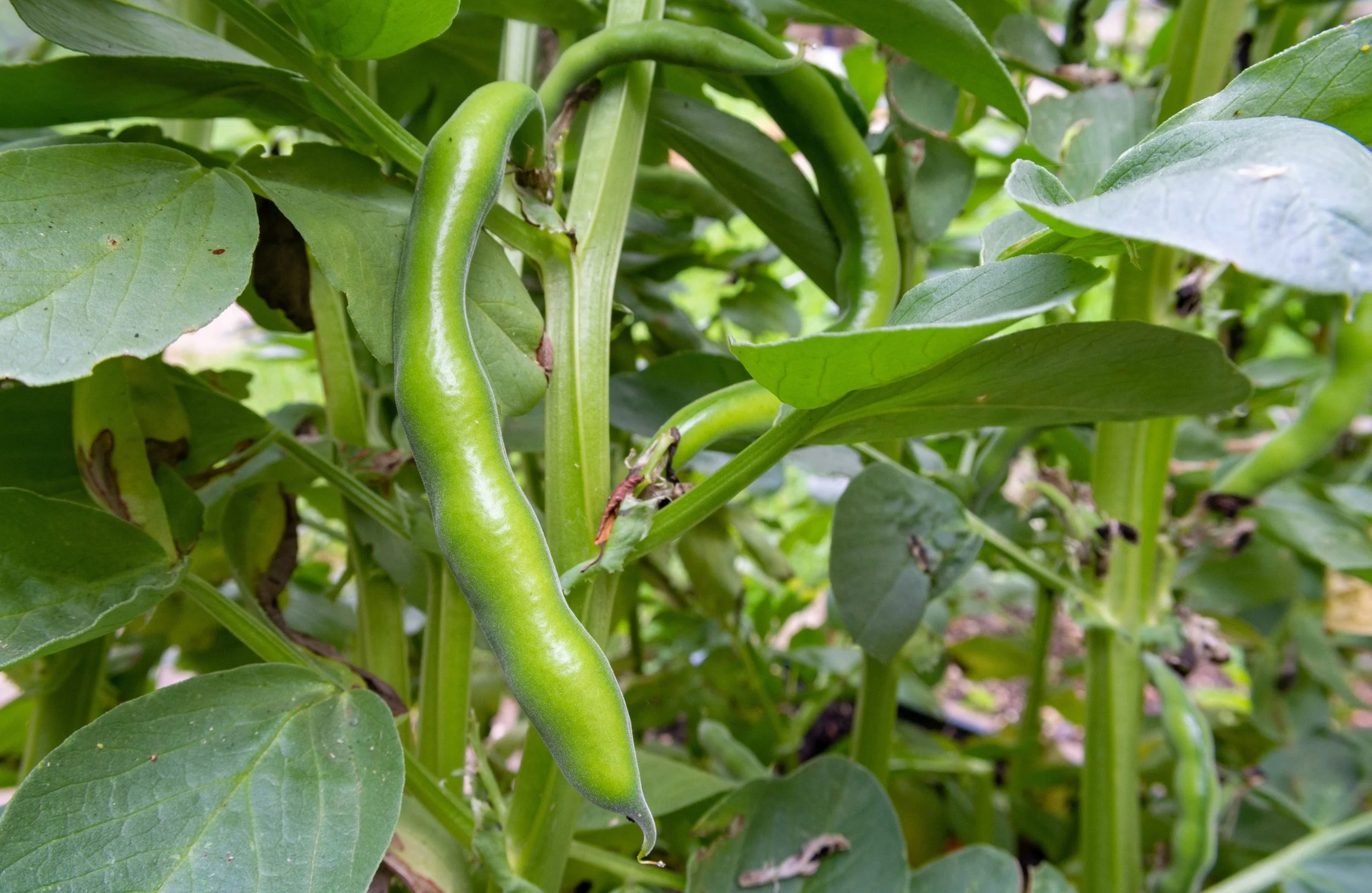 When to Plant Broad Beans in the UK