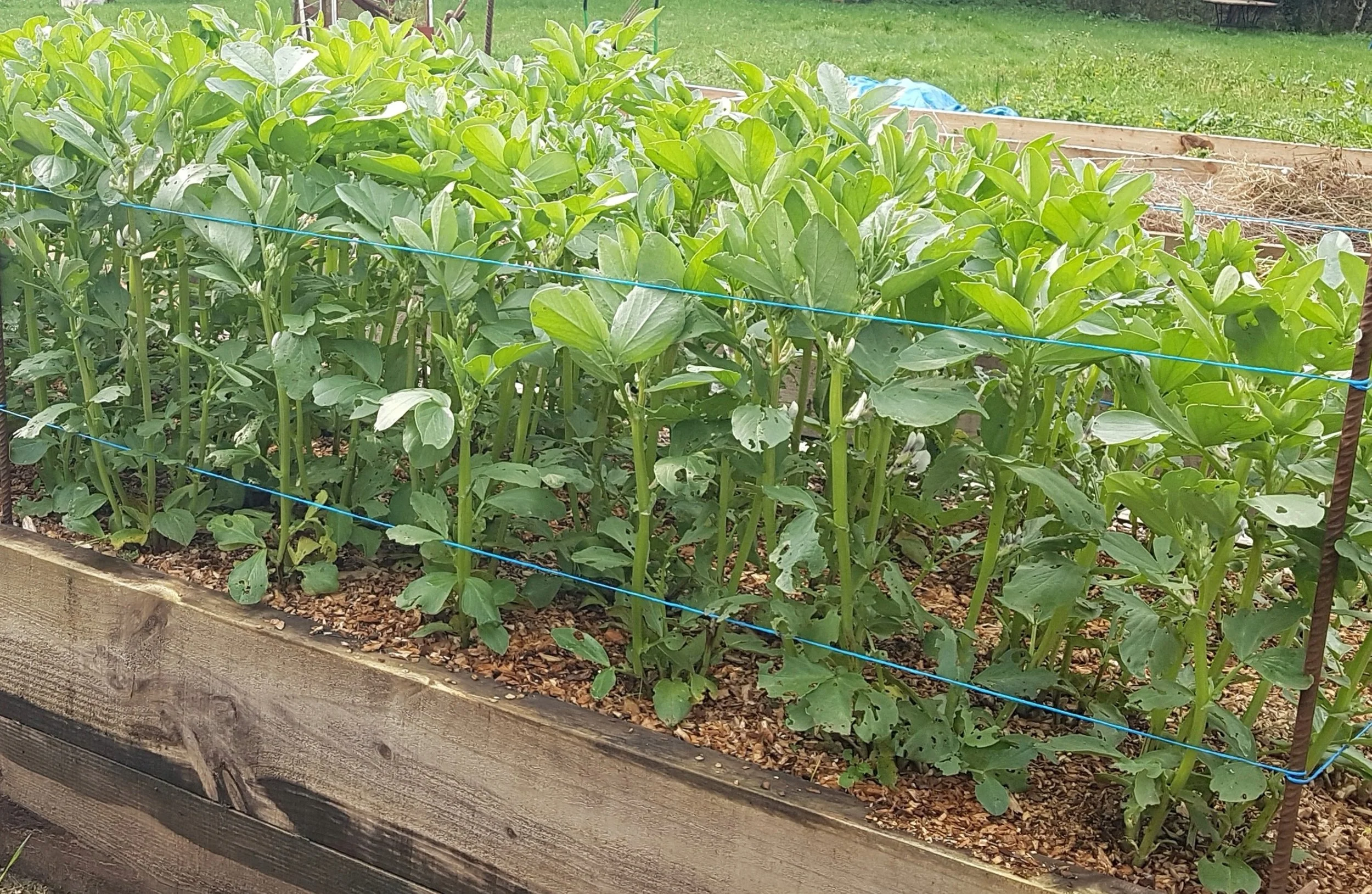 Growing Broad Beans in Containers