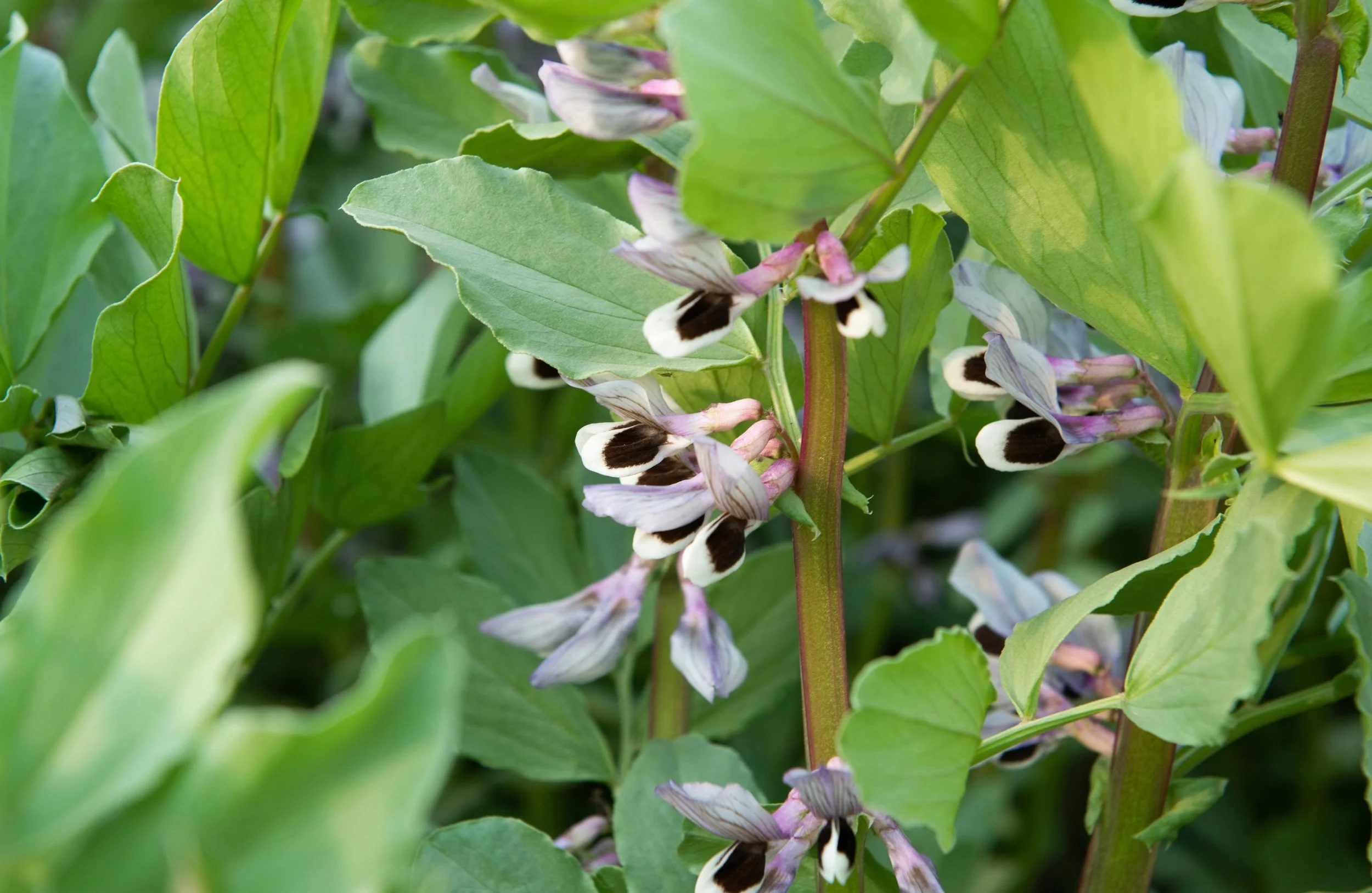How Often to Water Broad Beans