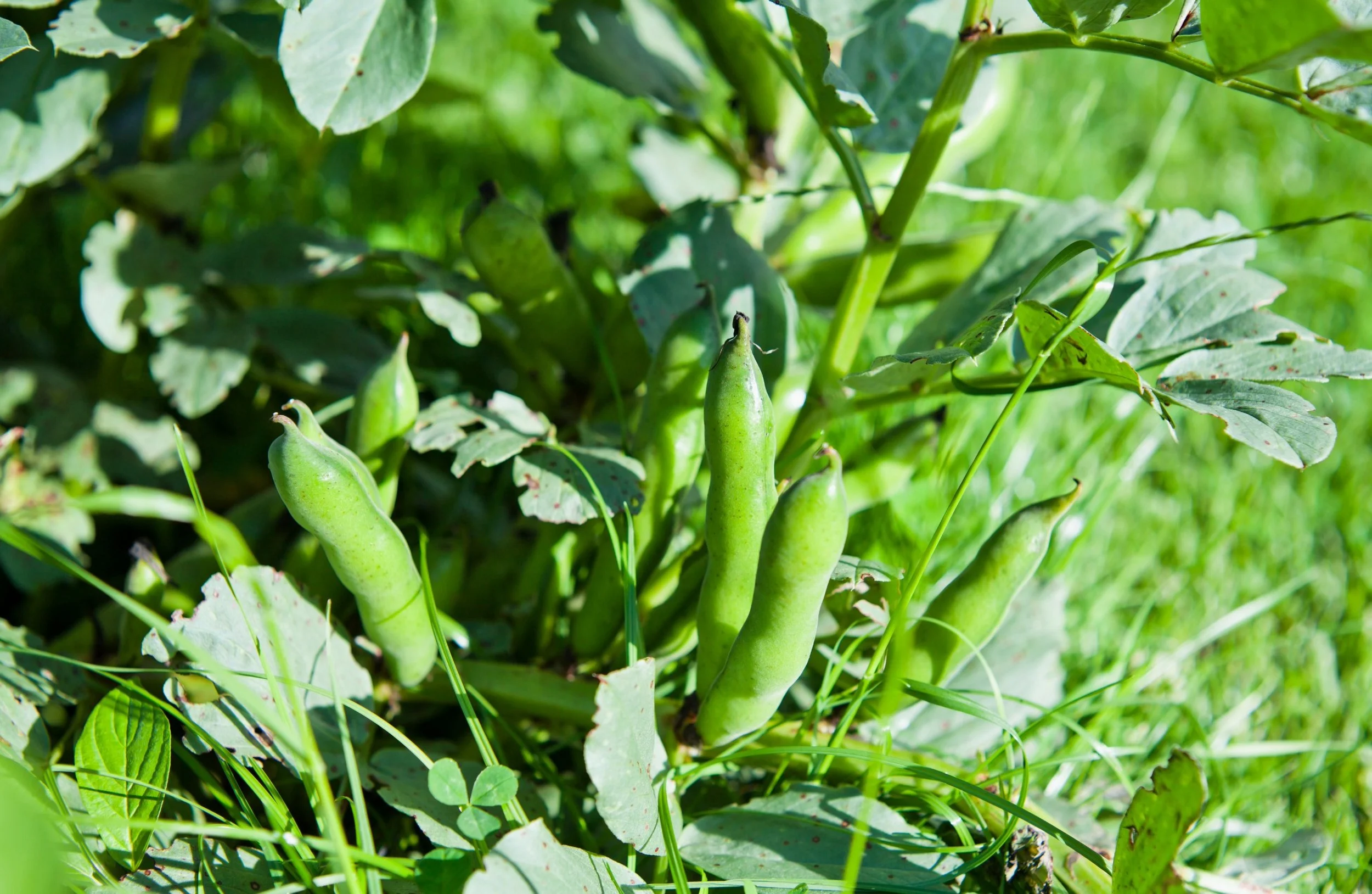 When to Harvest Broad Beans