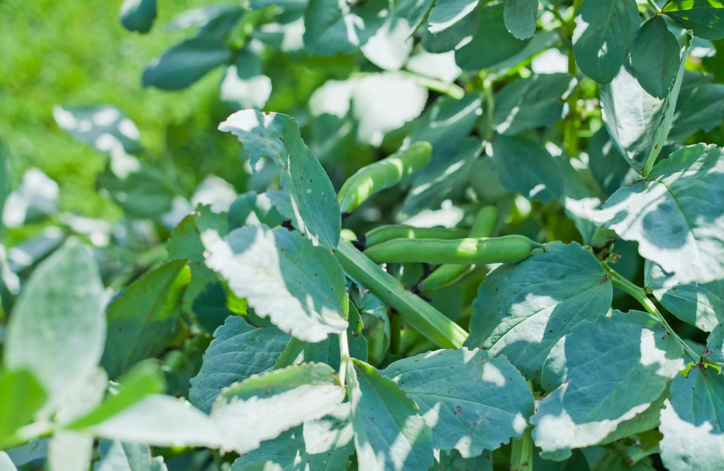 Why Broad Beans Don’t Grow (and How to Fix It)