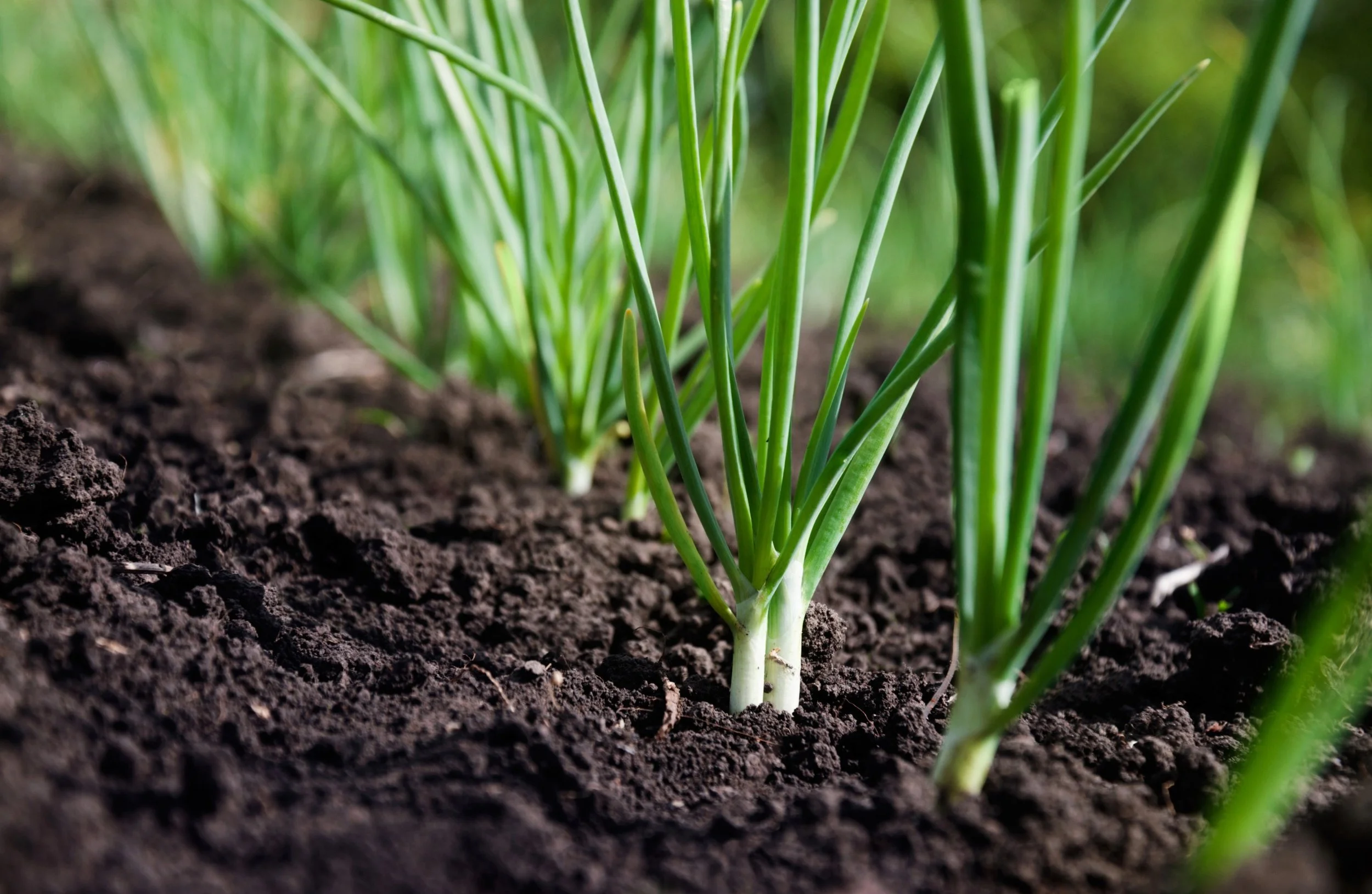 When to Plant Spring Onions in the UK