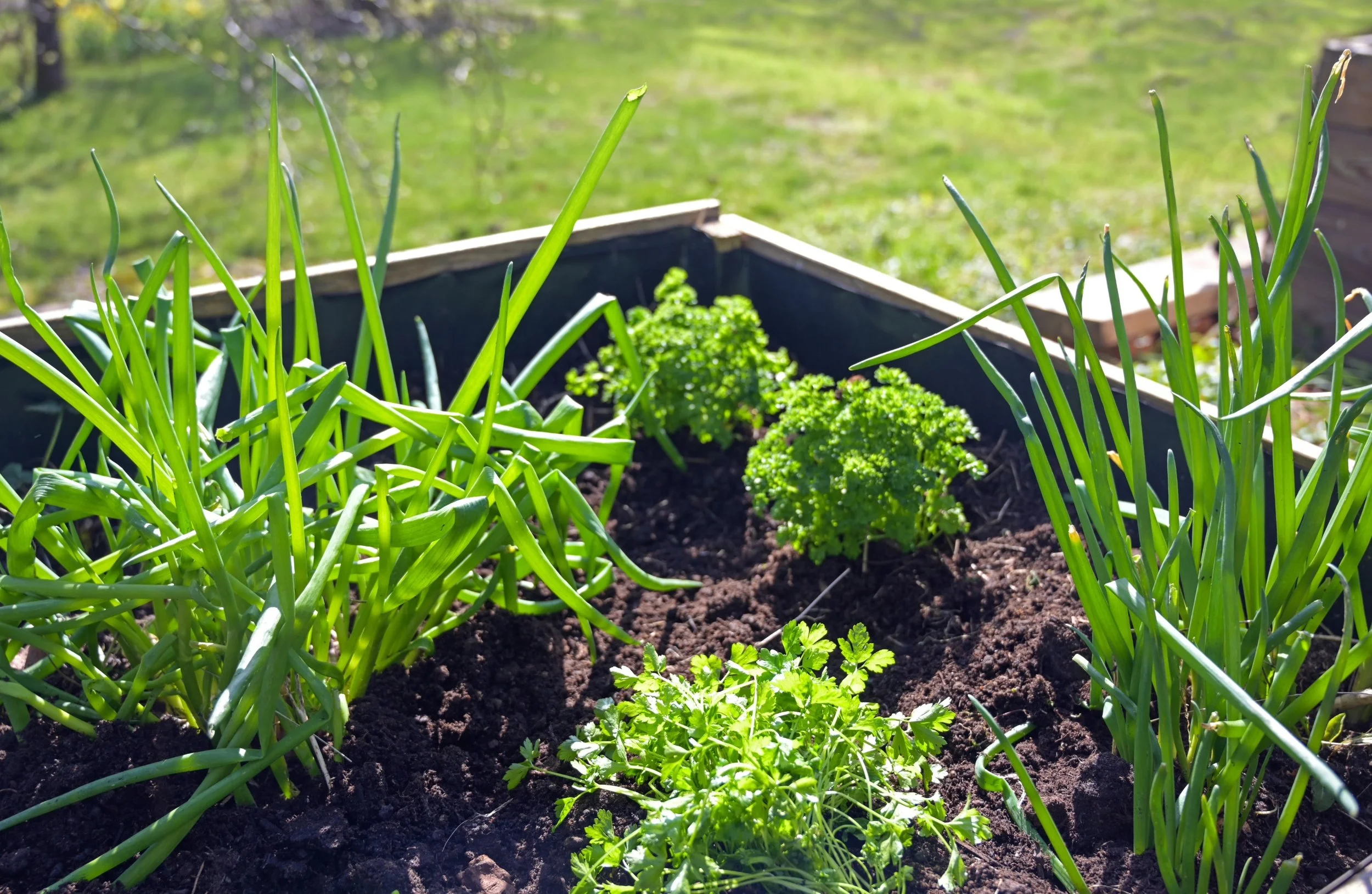 Growing Spring Onions in Containers