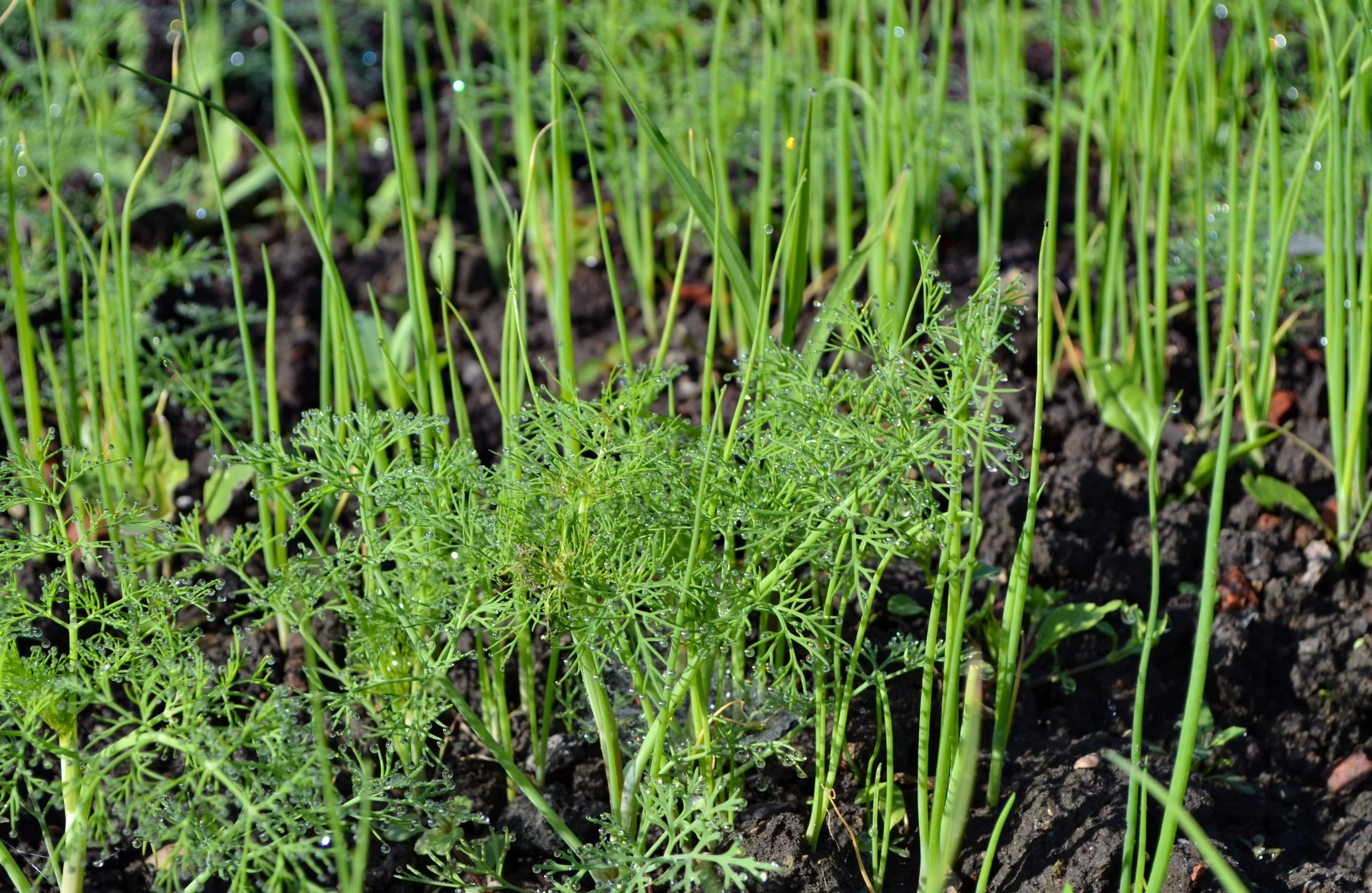 How Often to Water Spring Onions