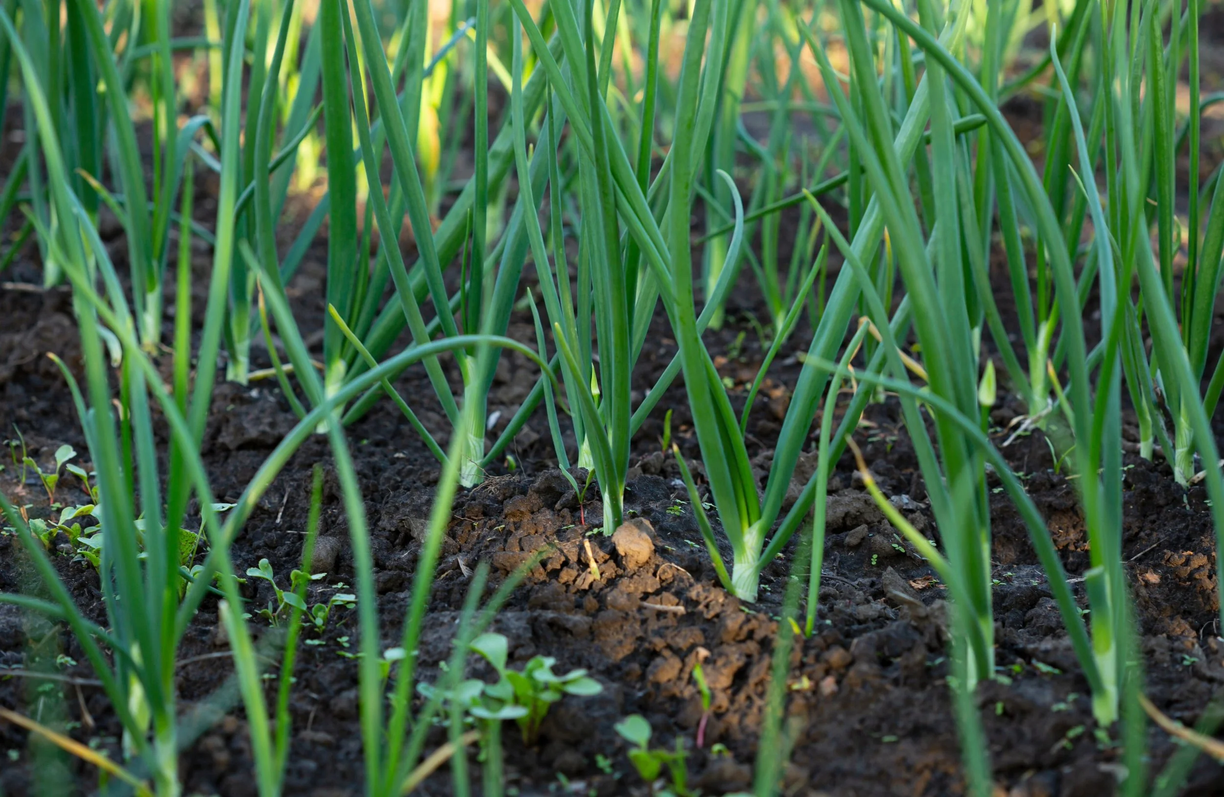 When to Harvest Spring Onions