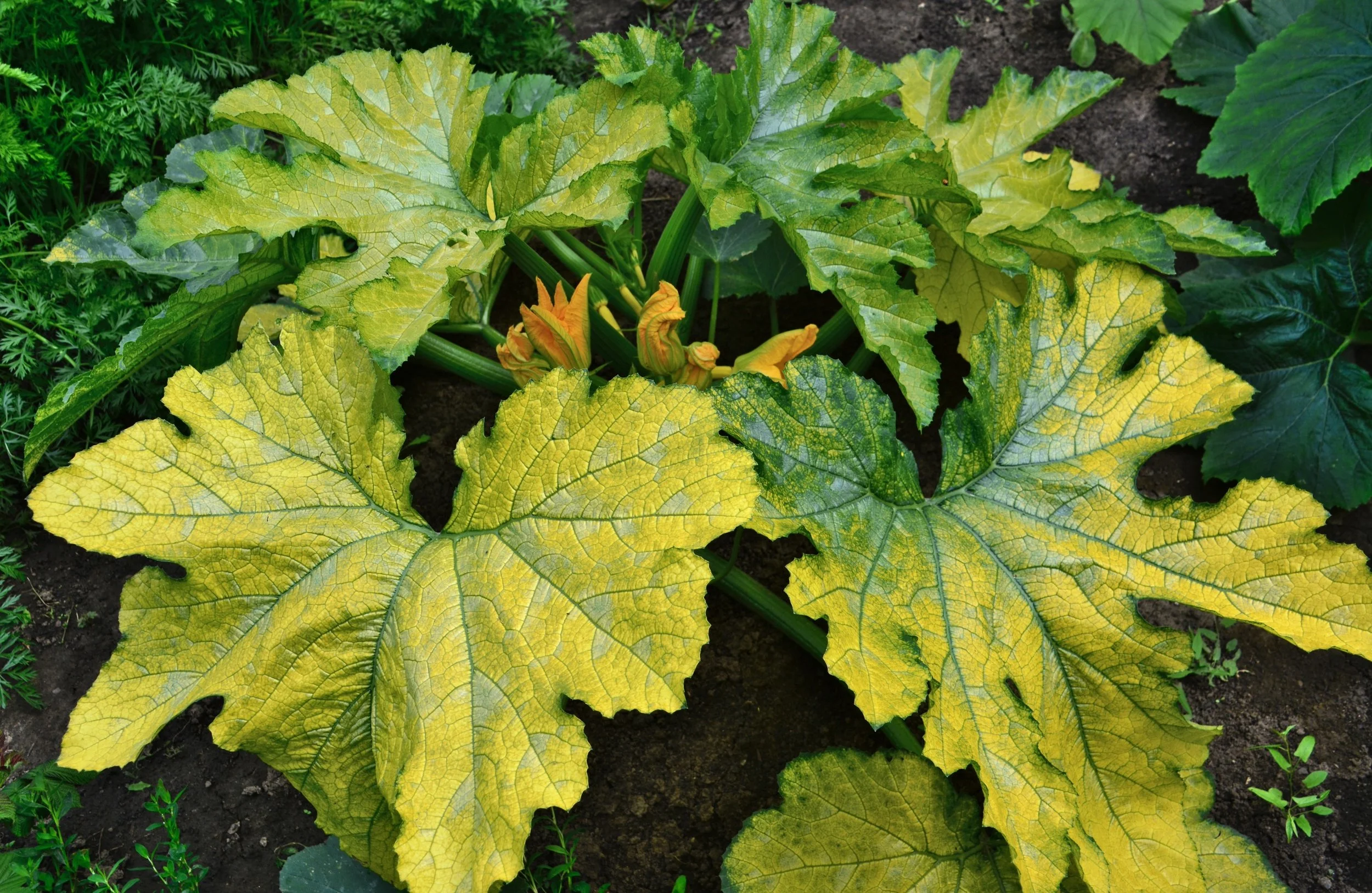 Why Vegetable Leaves Turn Yellow (and How to Fix It)