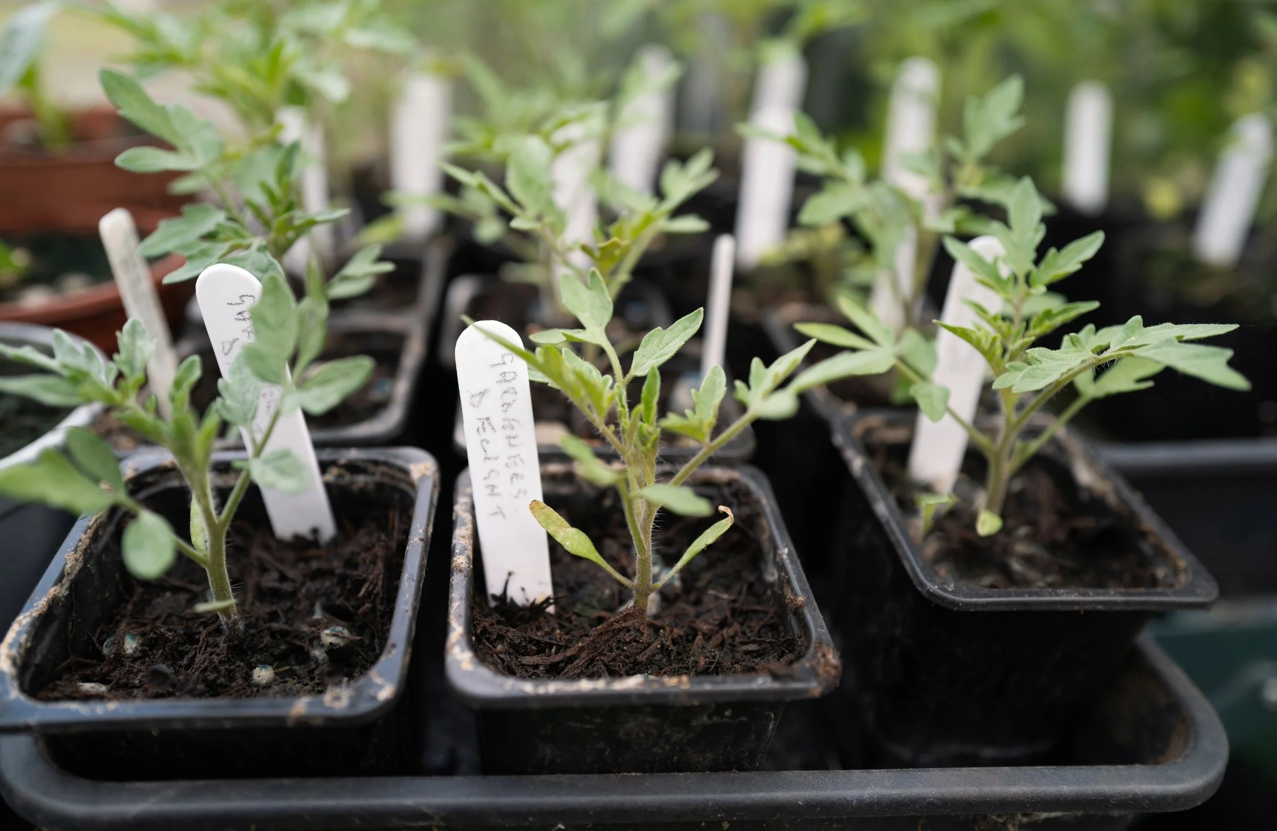 Why Seedlings Die After Sprouting (and How to Fix It)