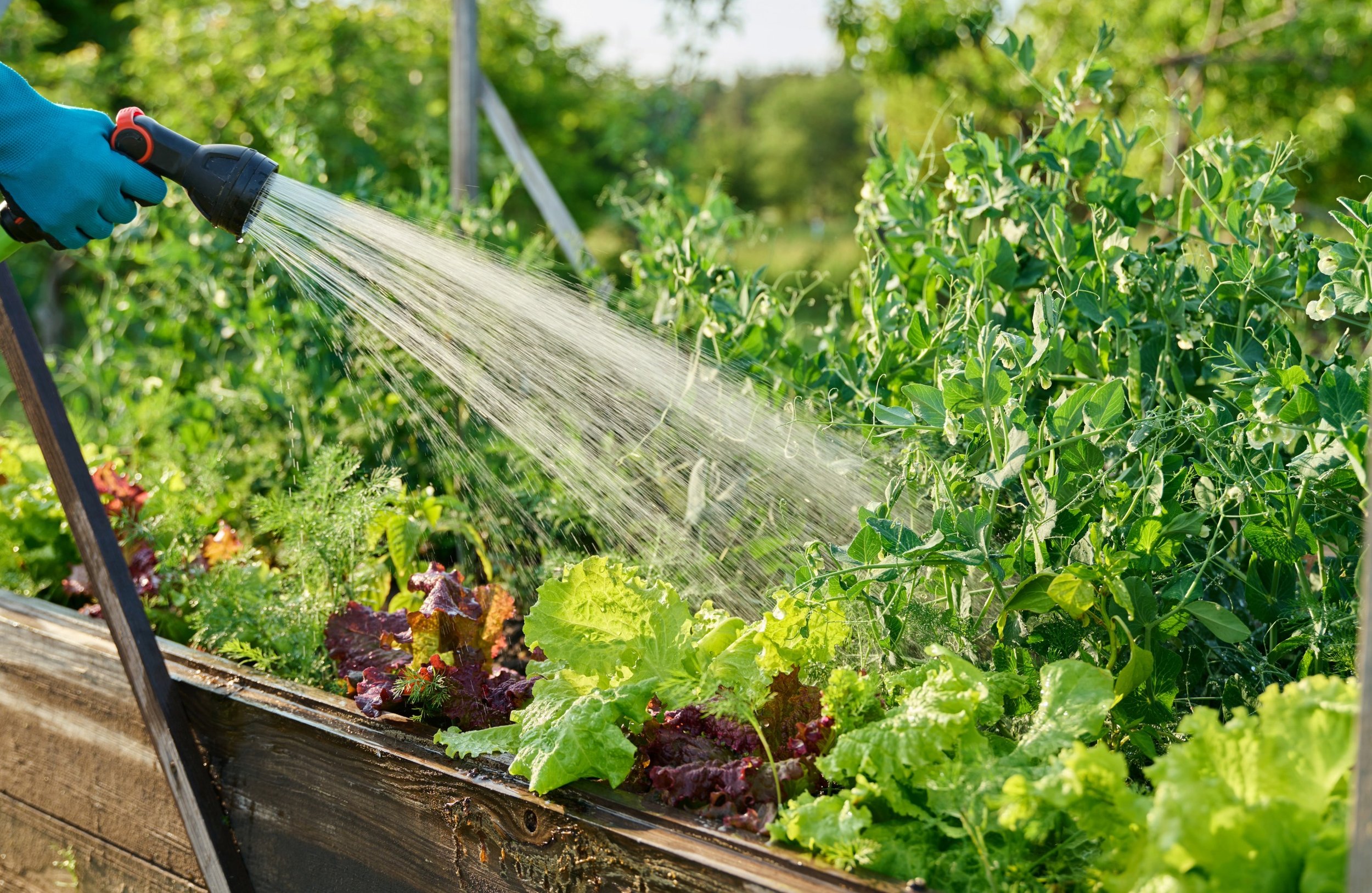 Signs of Overwatering Vegetables (and How to Fix It)