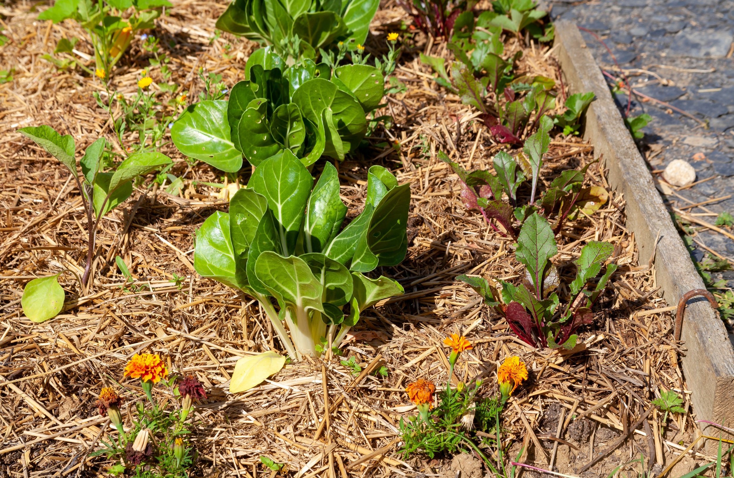 Signs of Underwatering Vegetables (and How to Fix It)