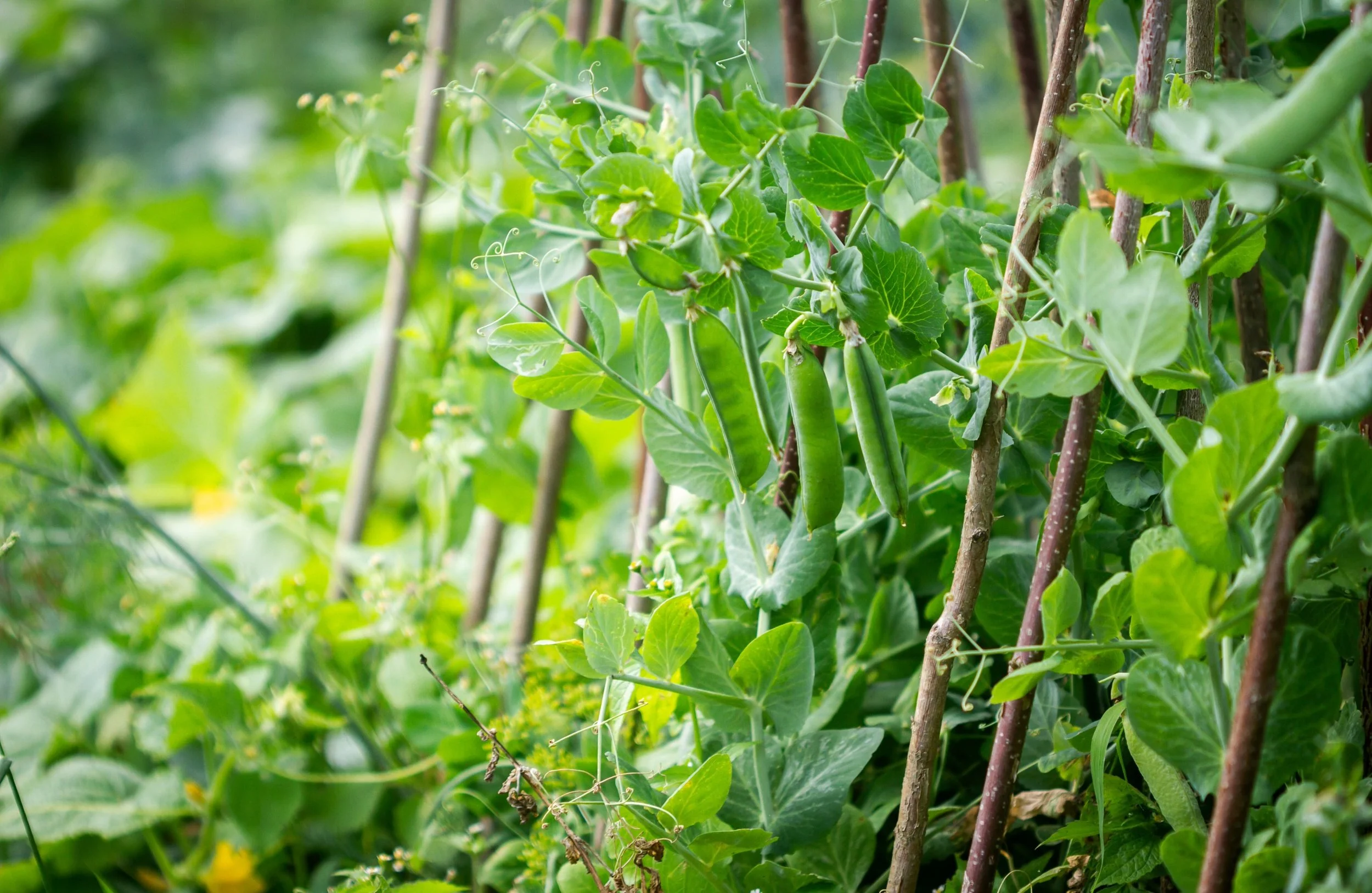 Why Vegetables Aren’t Growing (and How to Fix It)