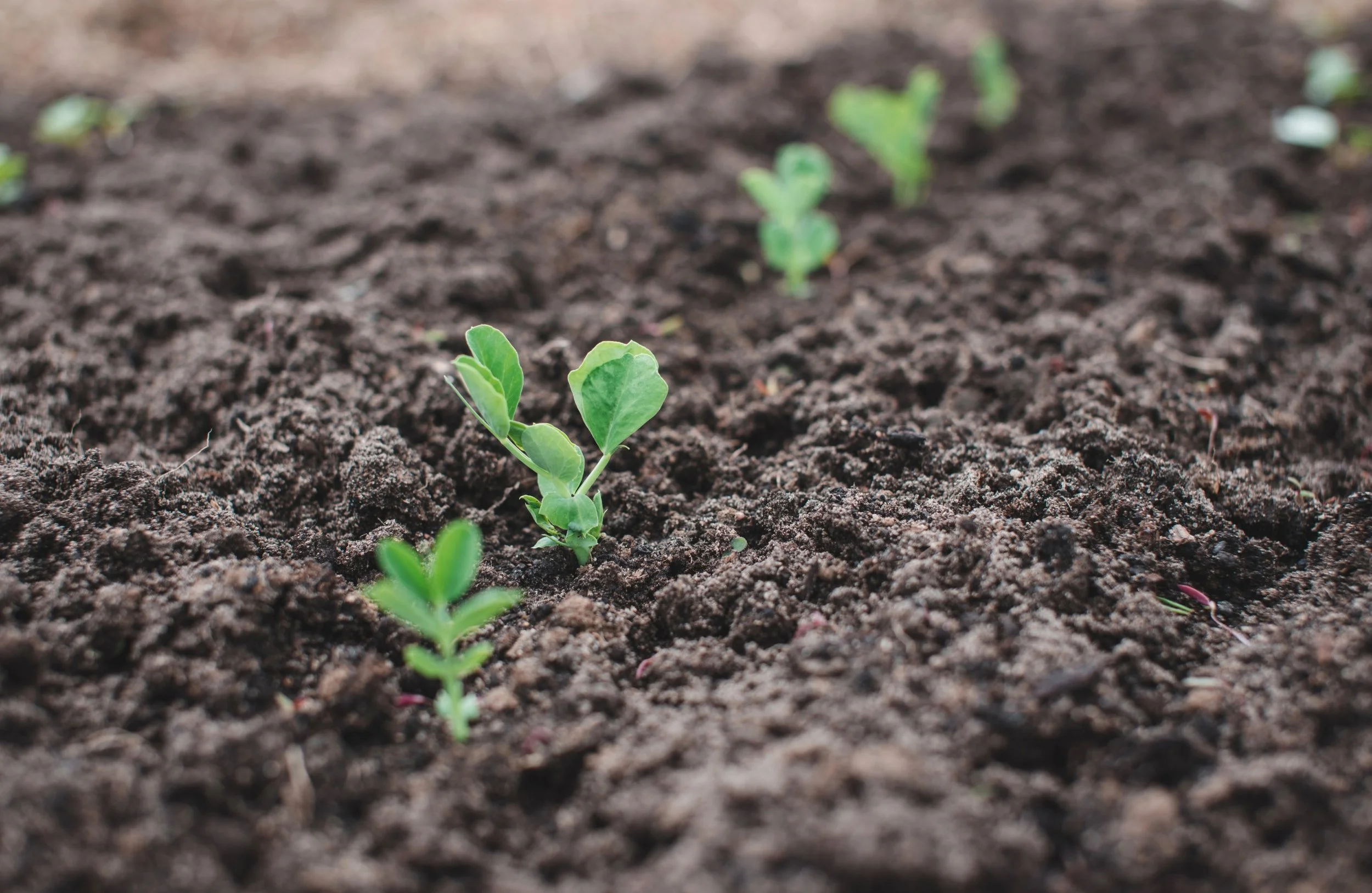 Compost Mistakes Beginners Make (and How to Avoid Them)