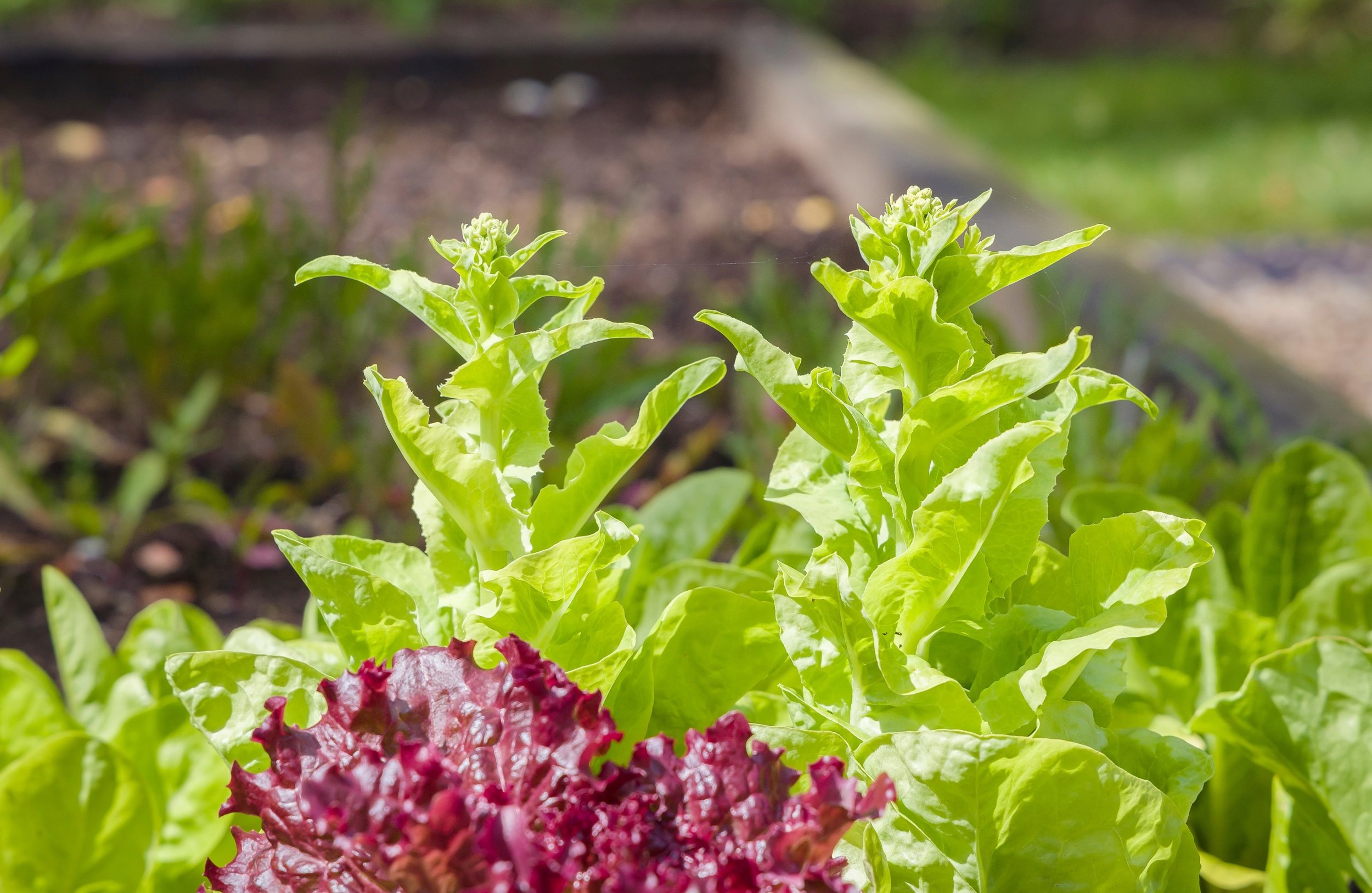 Why Plants Bolt (Go to Seed) — and How to Prevent It