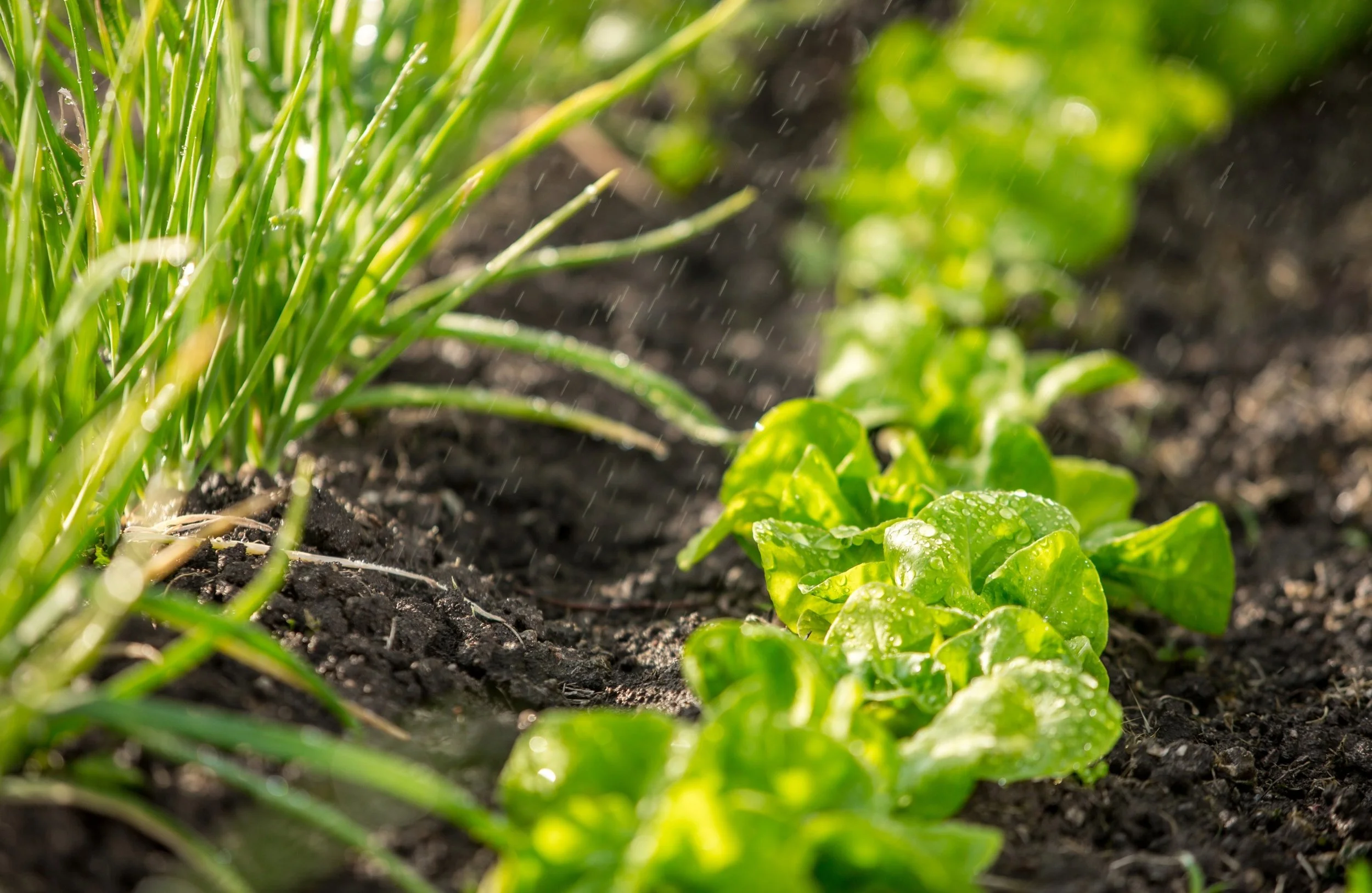 How to Fix Waterlogged Soil in a Vegetable Garden