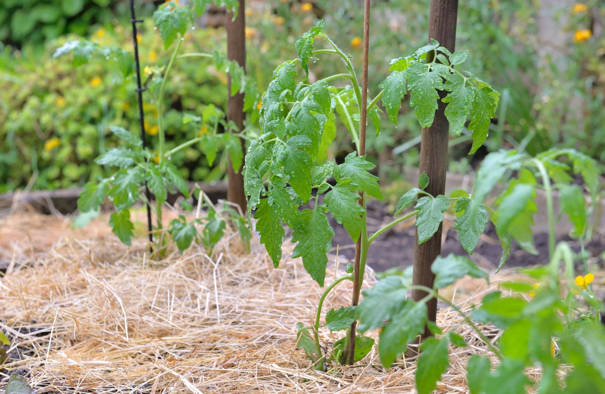 Why Vegetable Plants Stop Growing (and How to Fix It)