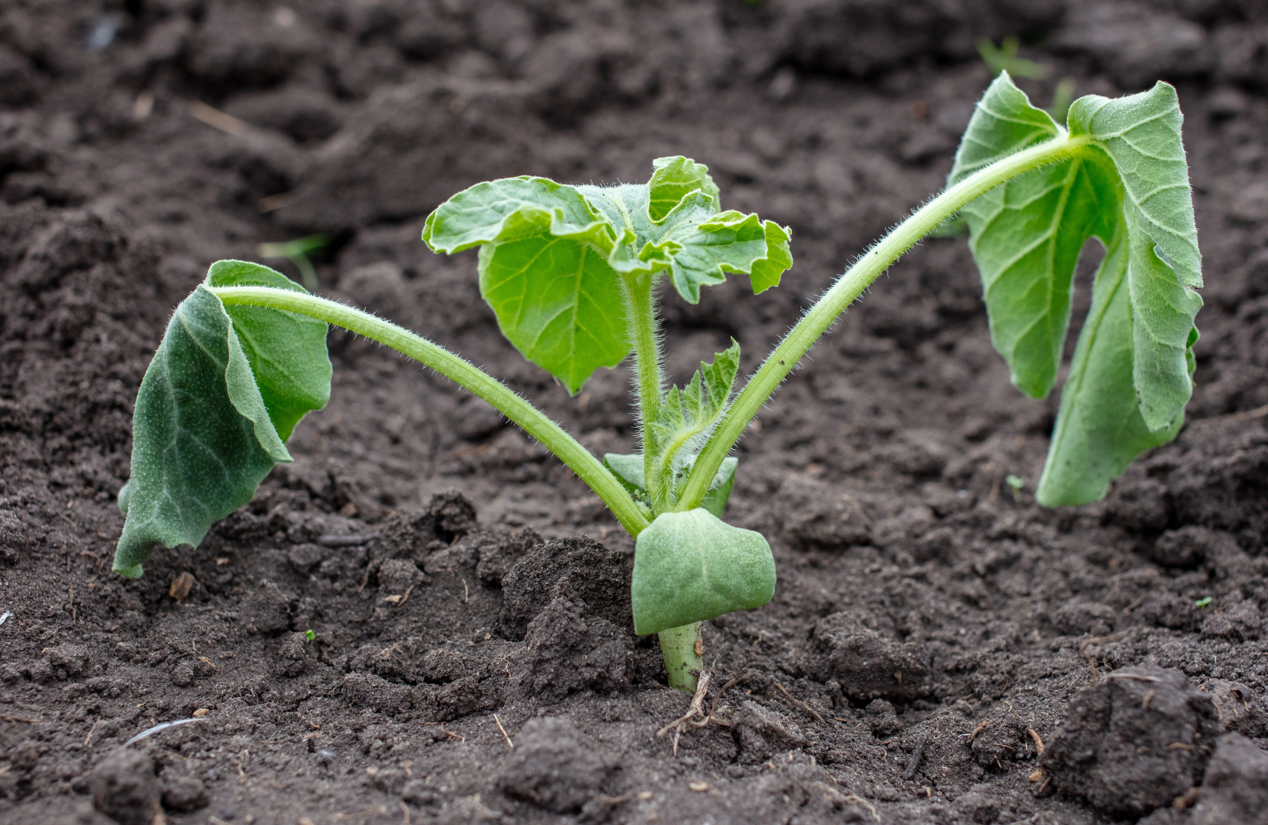 Why Vegetable Plants Wilt (and How to Fix It)