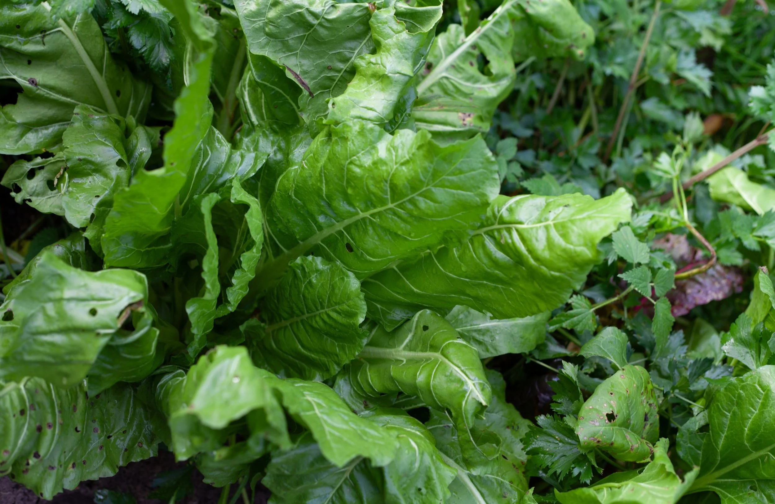 Why Vegetables Get Holes in Leaves