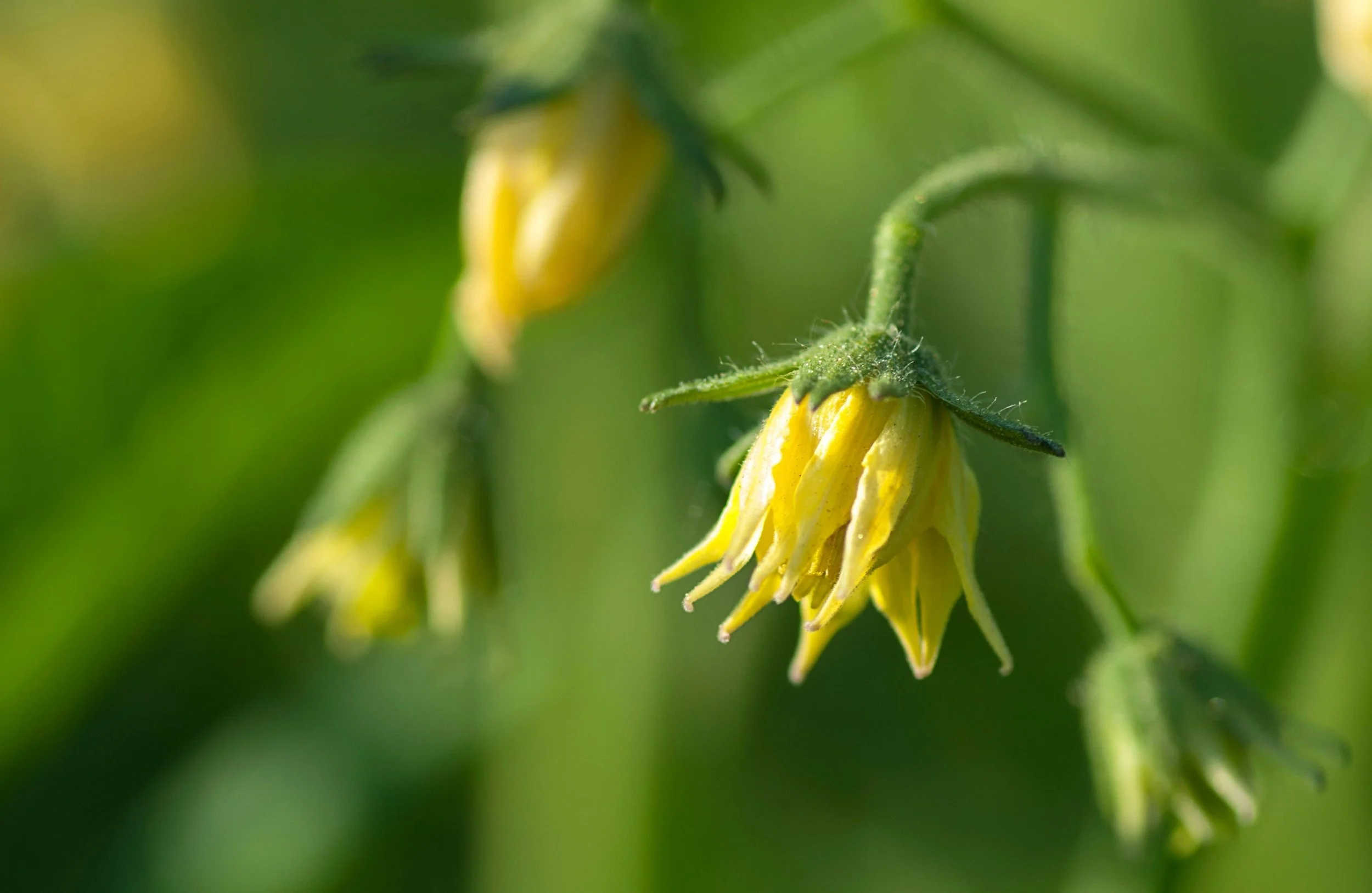 Why Flowers Fall Off Vegetable Plants