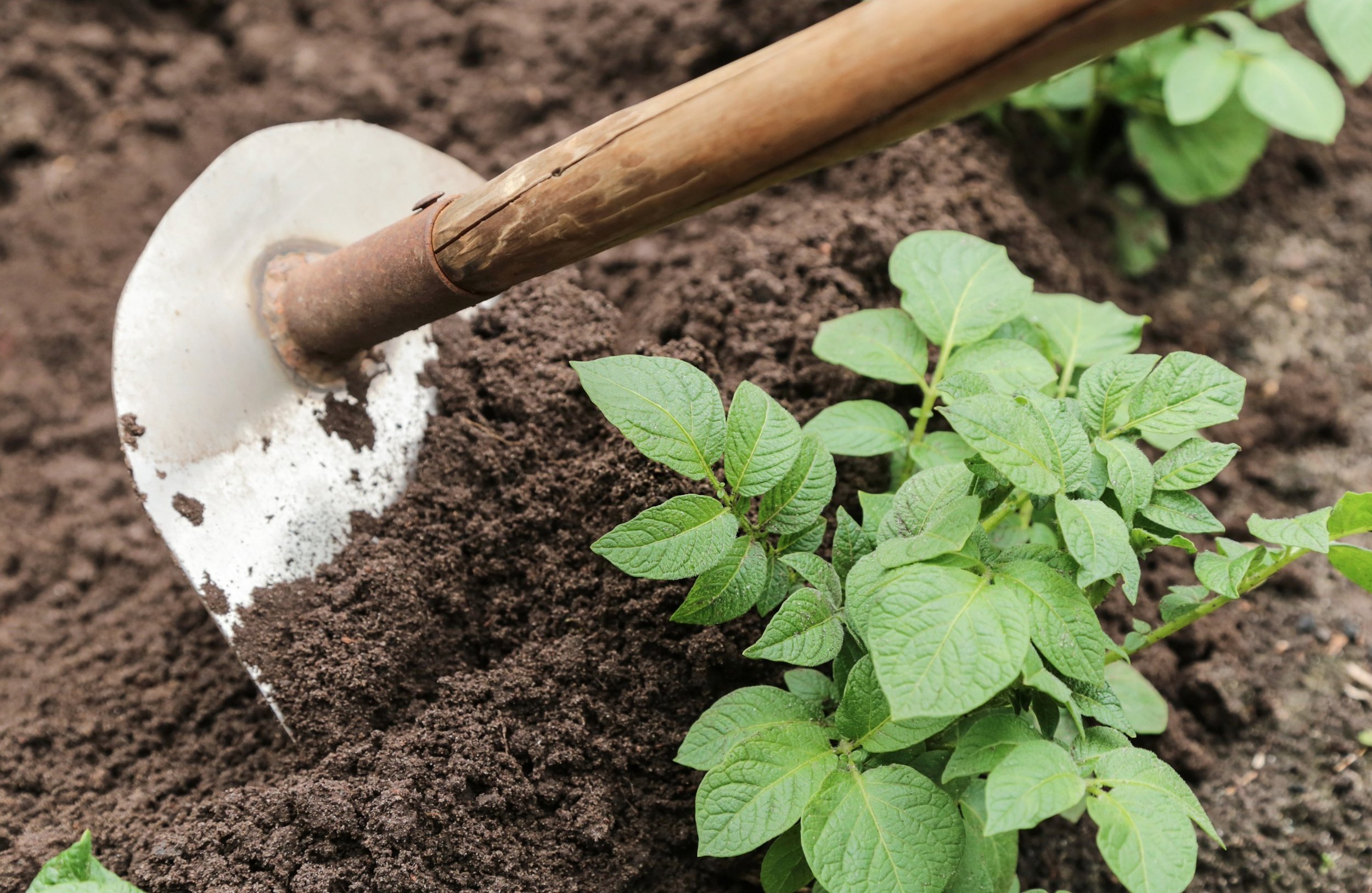 Why Soil Becomes Compacted (and How to Fix It)