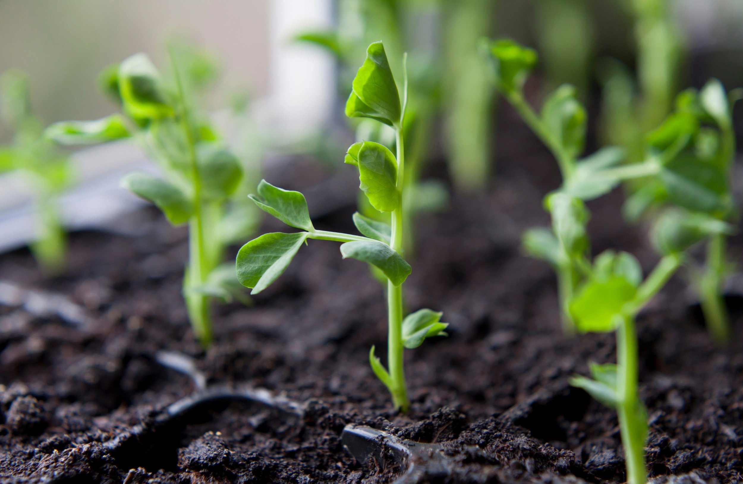 Seedlings Growing Tall and Weak (Leggy Seedlings)