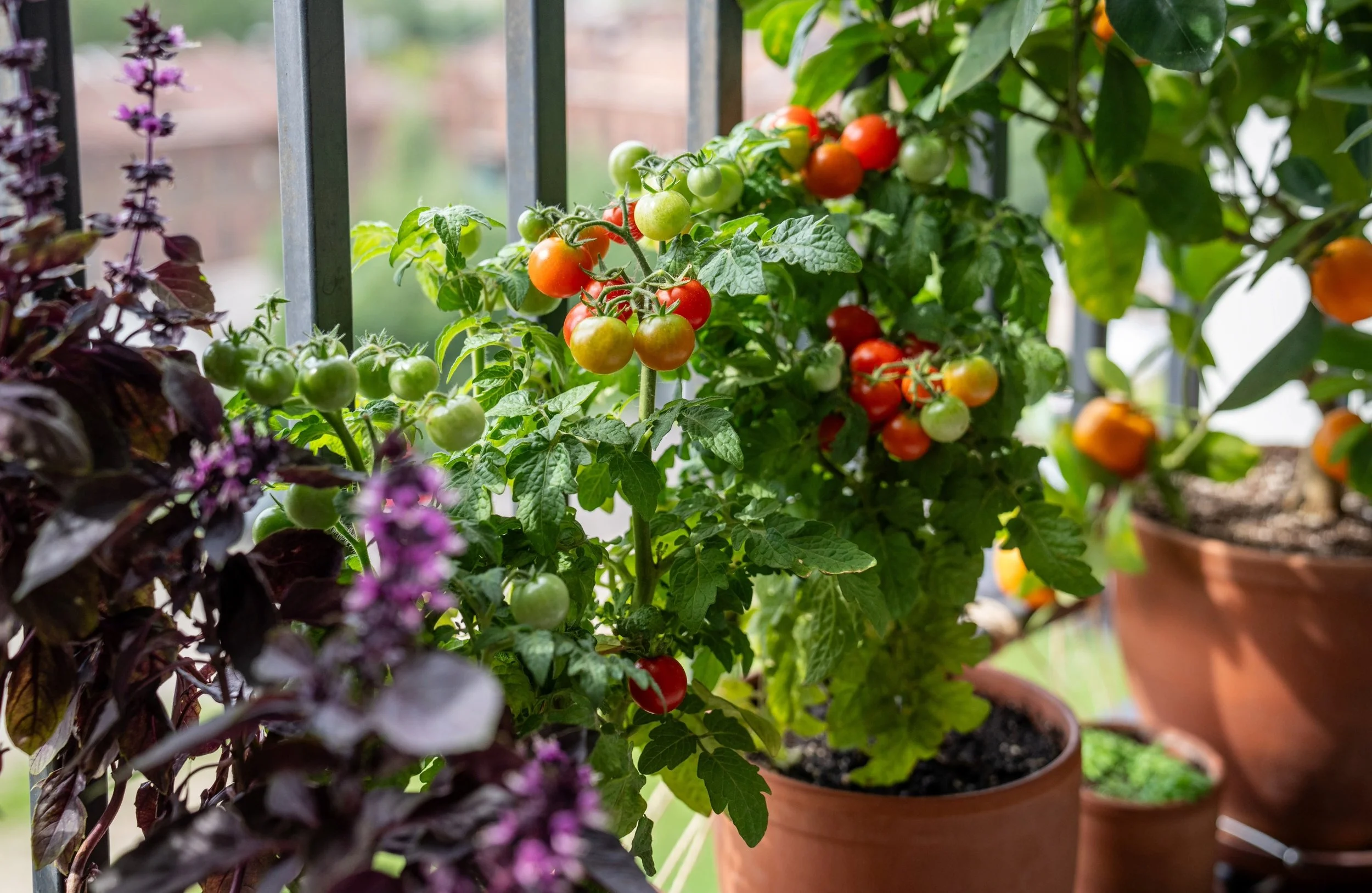 Best Vegetables to Grow in Pots (UK Guide)