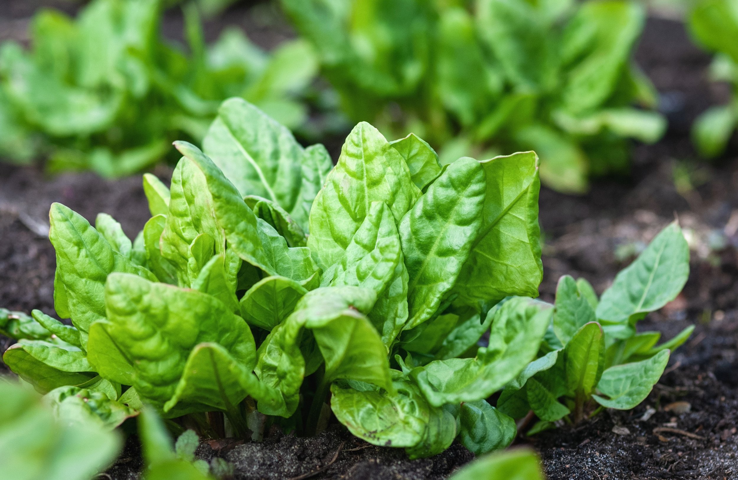 Fastest Vegetables to Grow in the UK