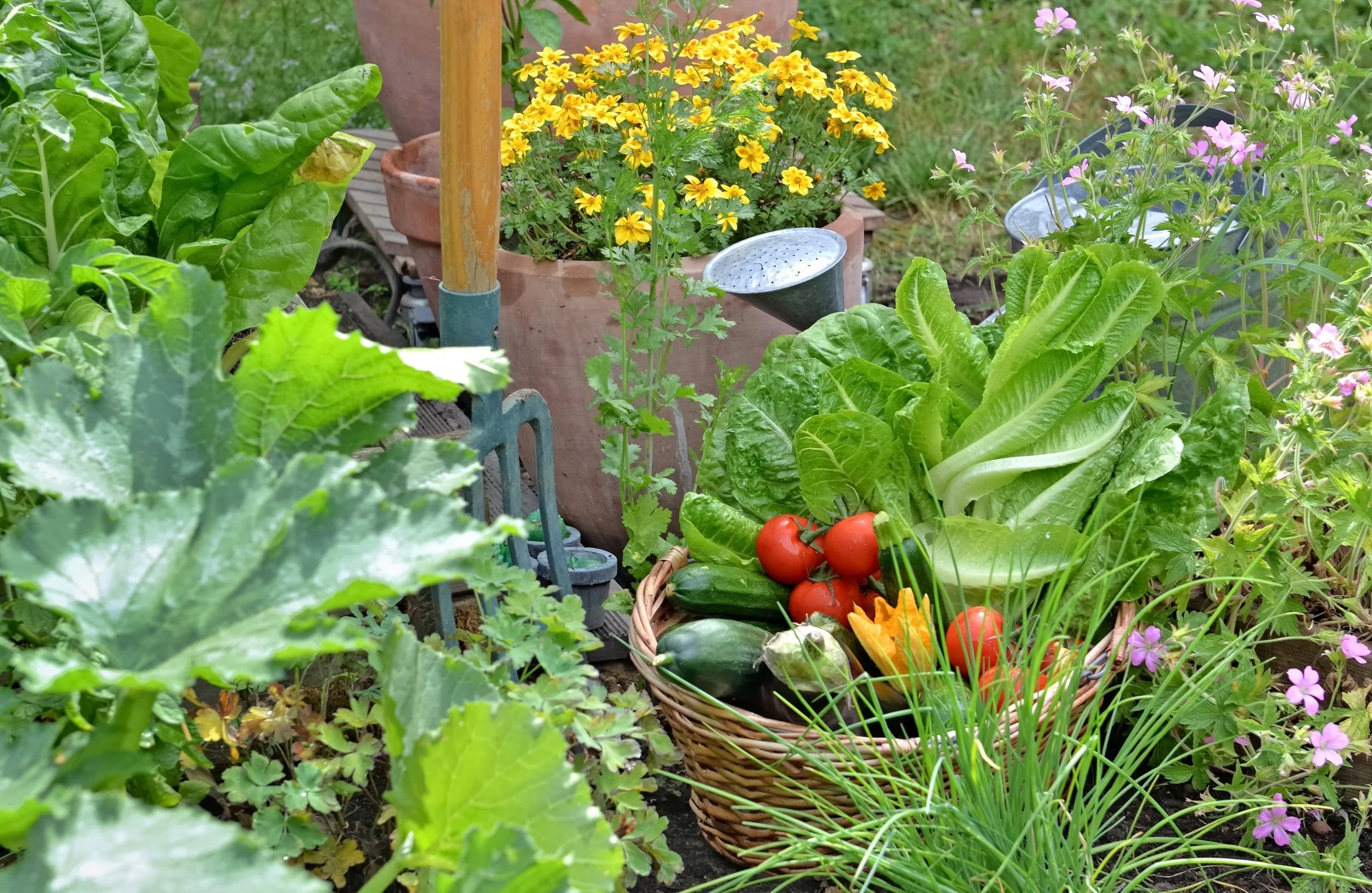 Vegetable Growing Calendar (UK)