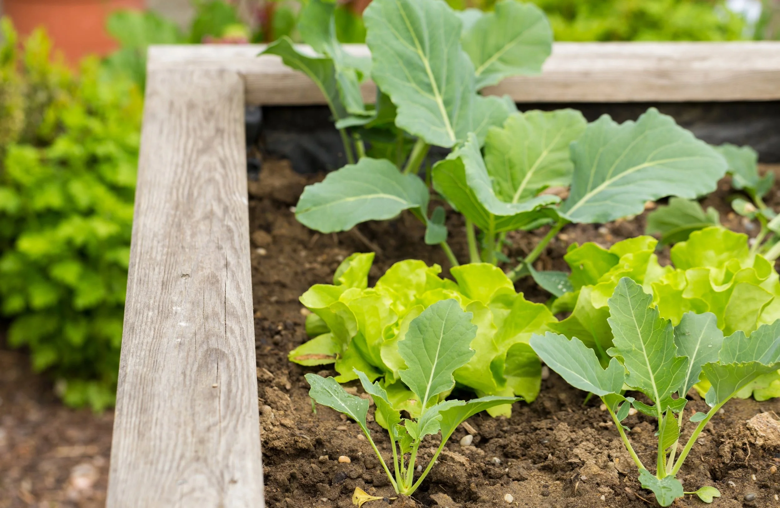 Best Vegetables to Grow in Raised Beds (UK)