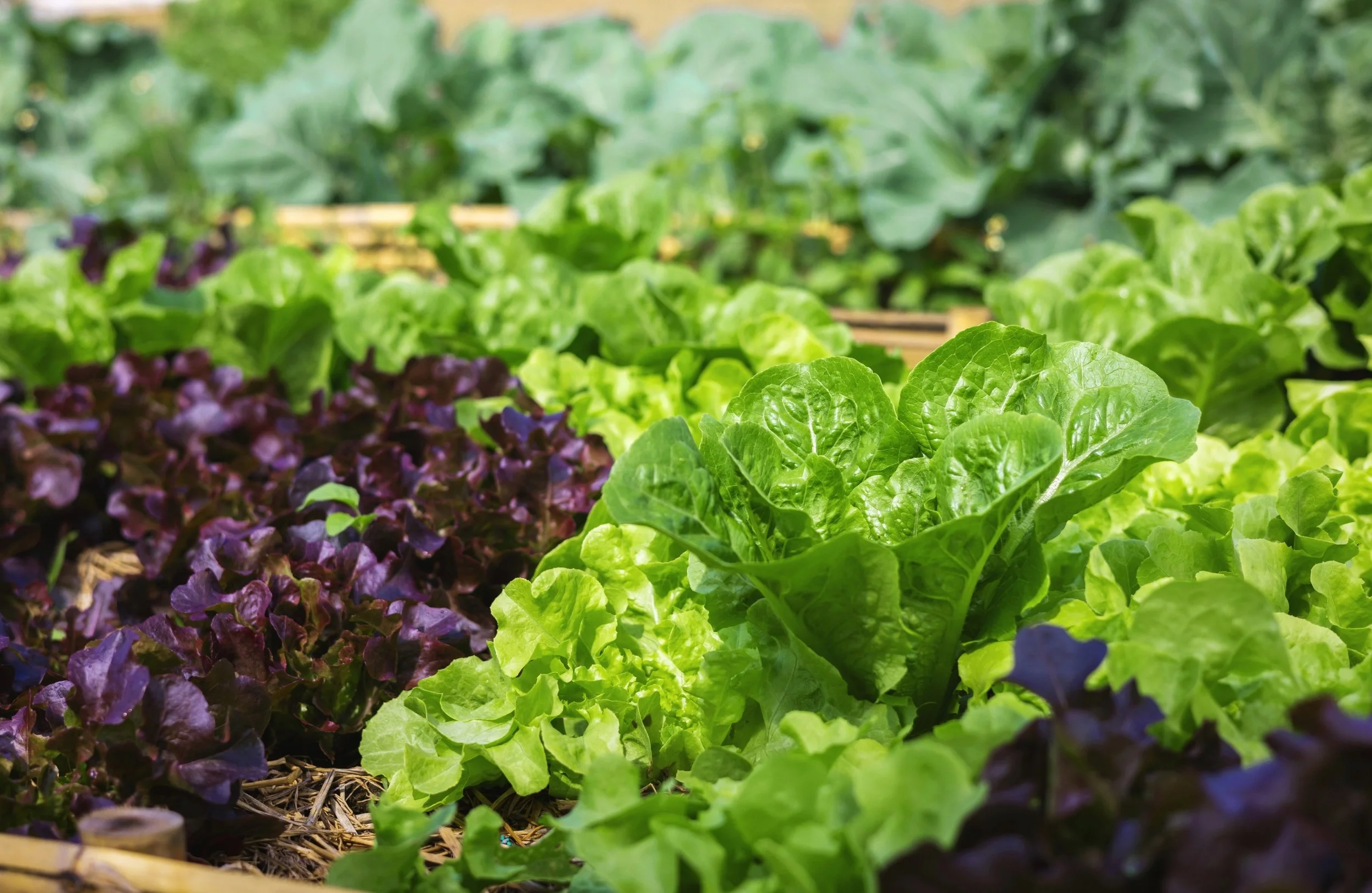 Vegetables for Small Gardens (UK)