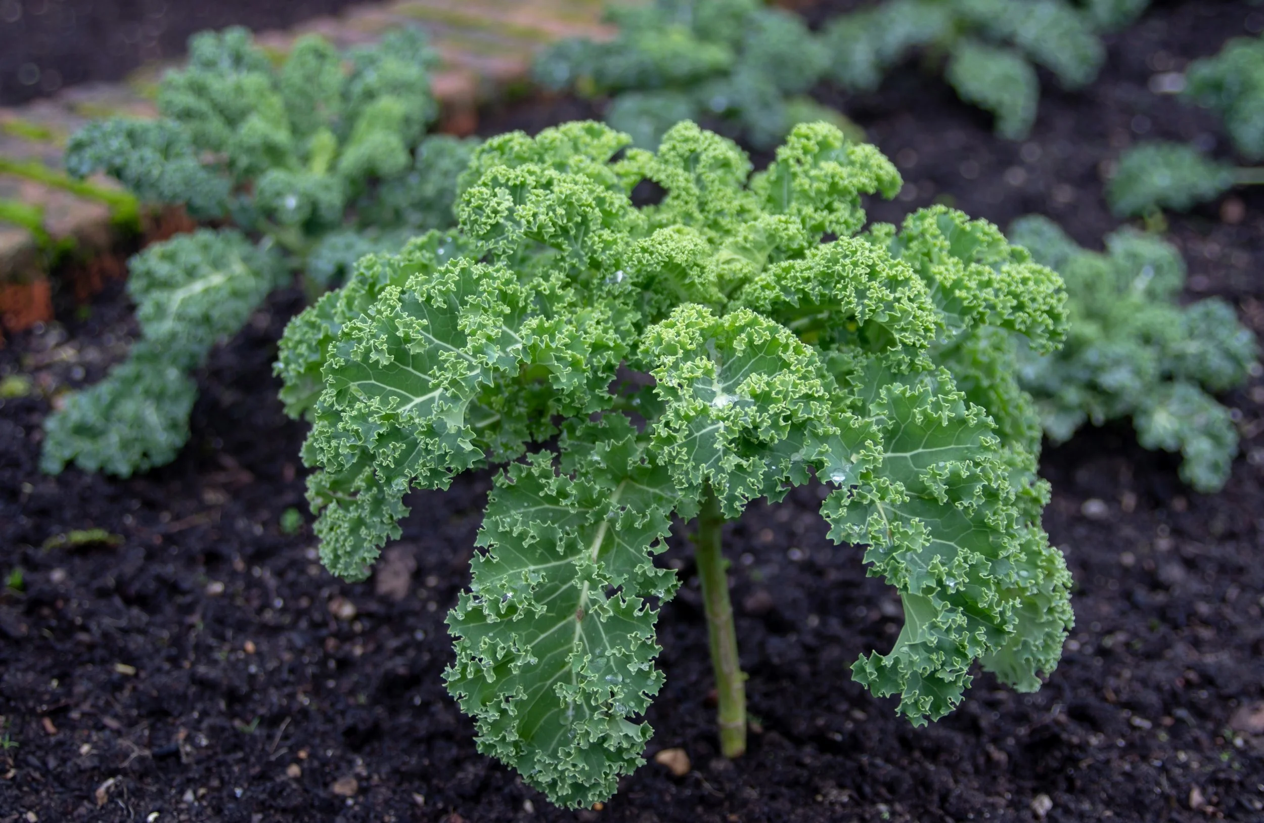 Vegetables That Grow in Shade (UK Guide)