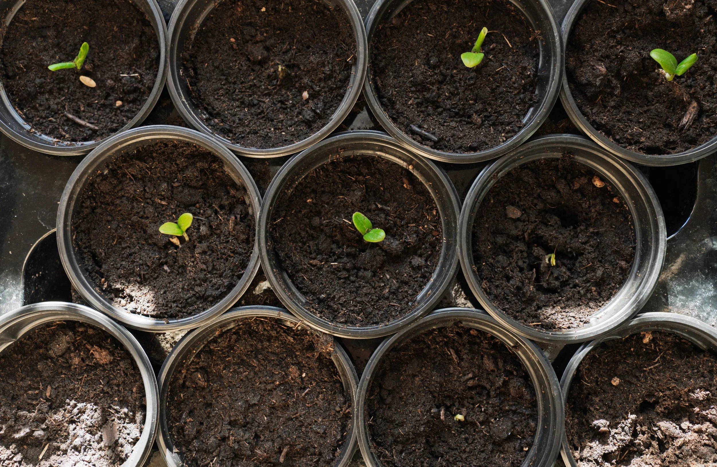 When to Start Vegetable Seeds Indoors (UK Guide)