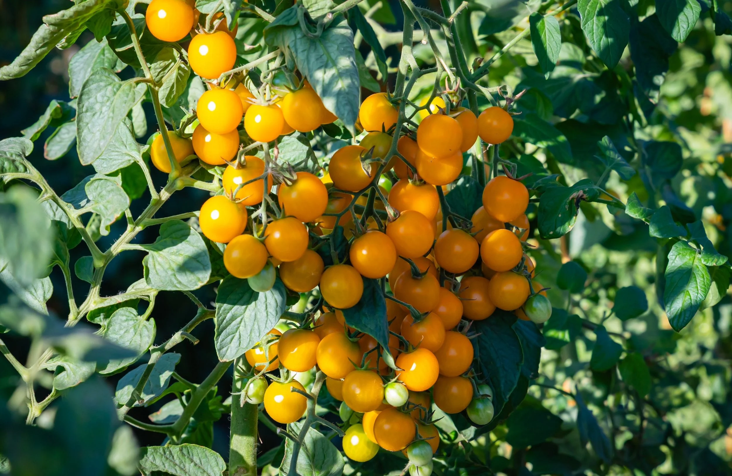 How Much Sun Vegetables Need to Grow