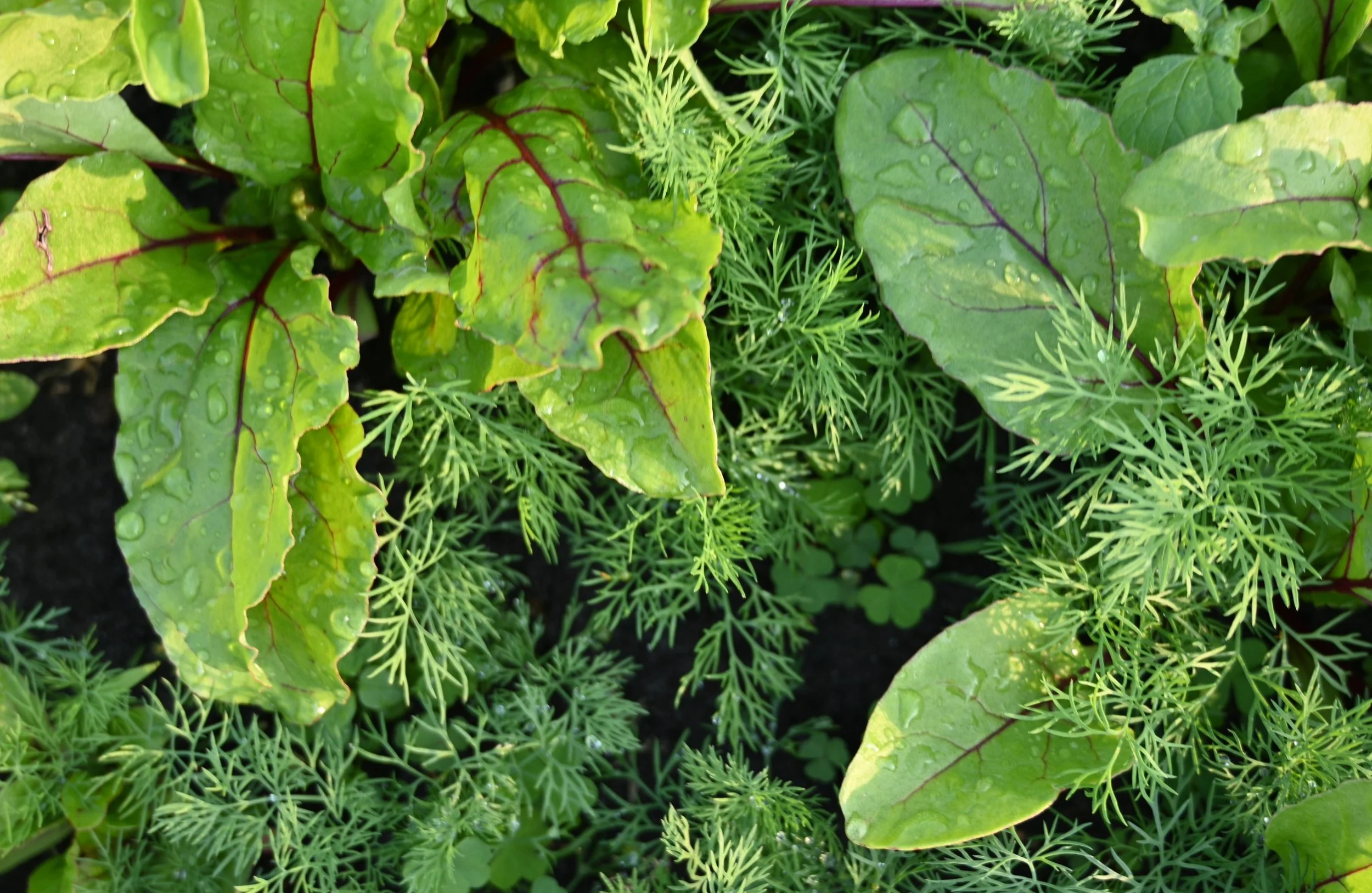 How Often to Feed Vegetable Plants