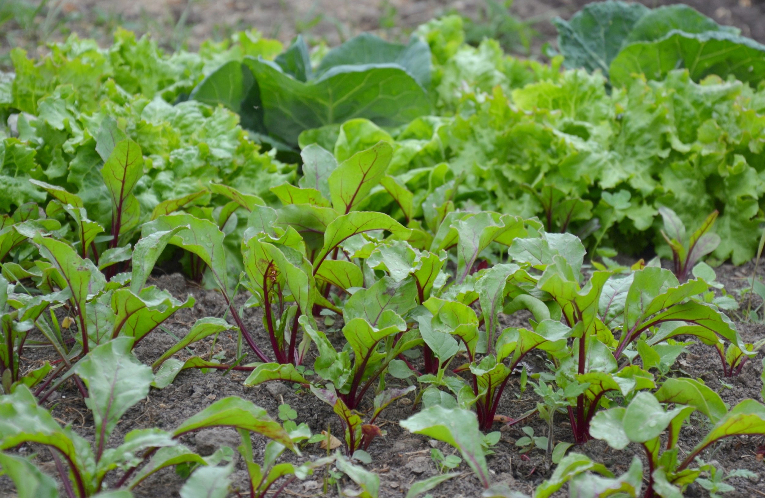 10 Easy Vegetables to Grow in the UK