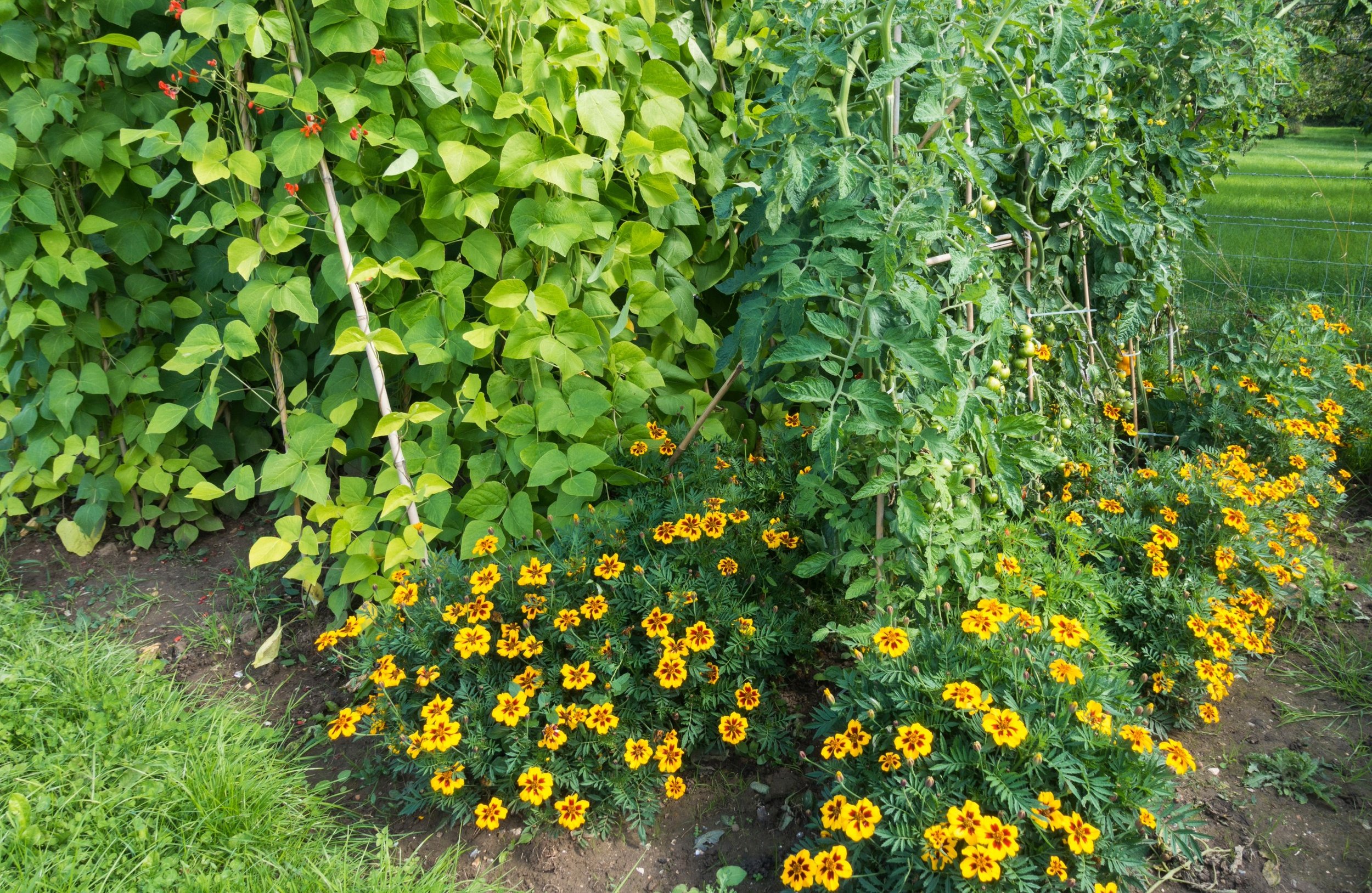 Vegetable Companion Planting (UK Guide)