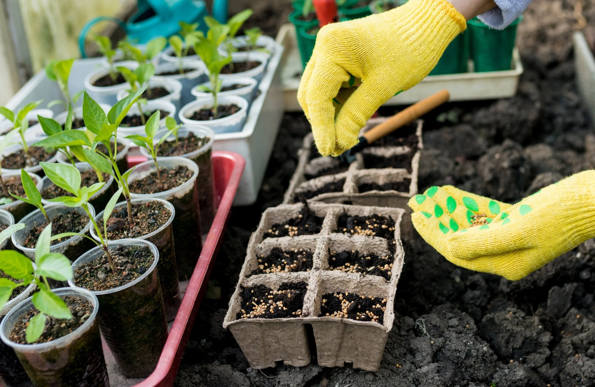How to Harden Off Seedlings (UK Guide)