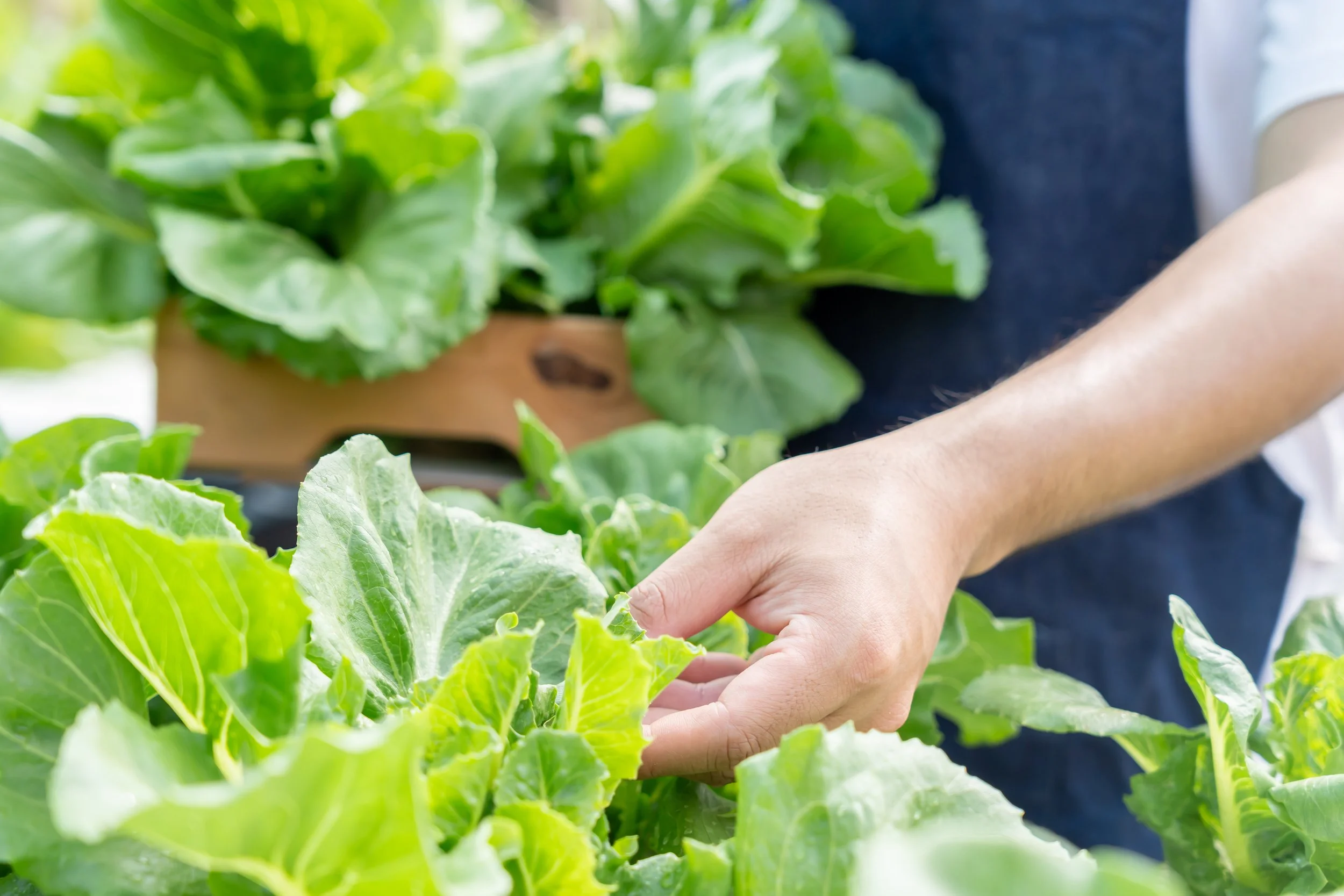 What to Grow in a Greenhouse (UK Beginner Guide)