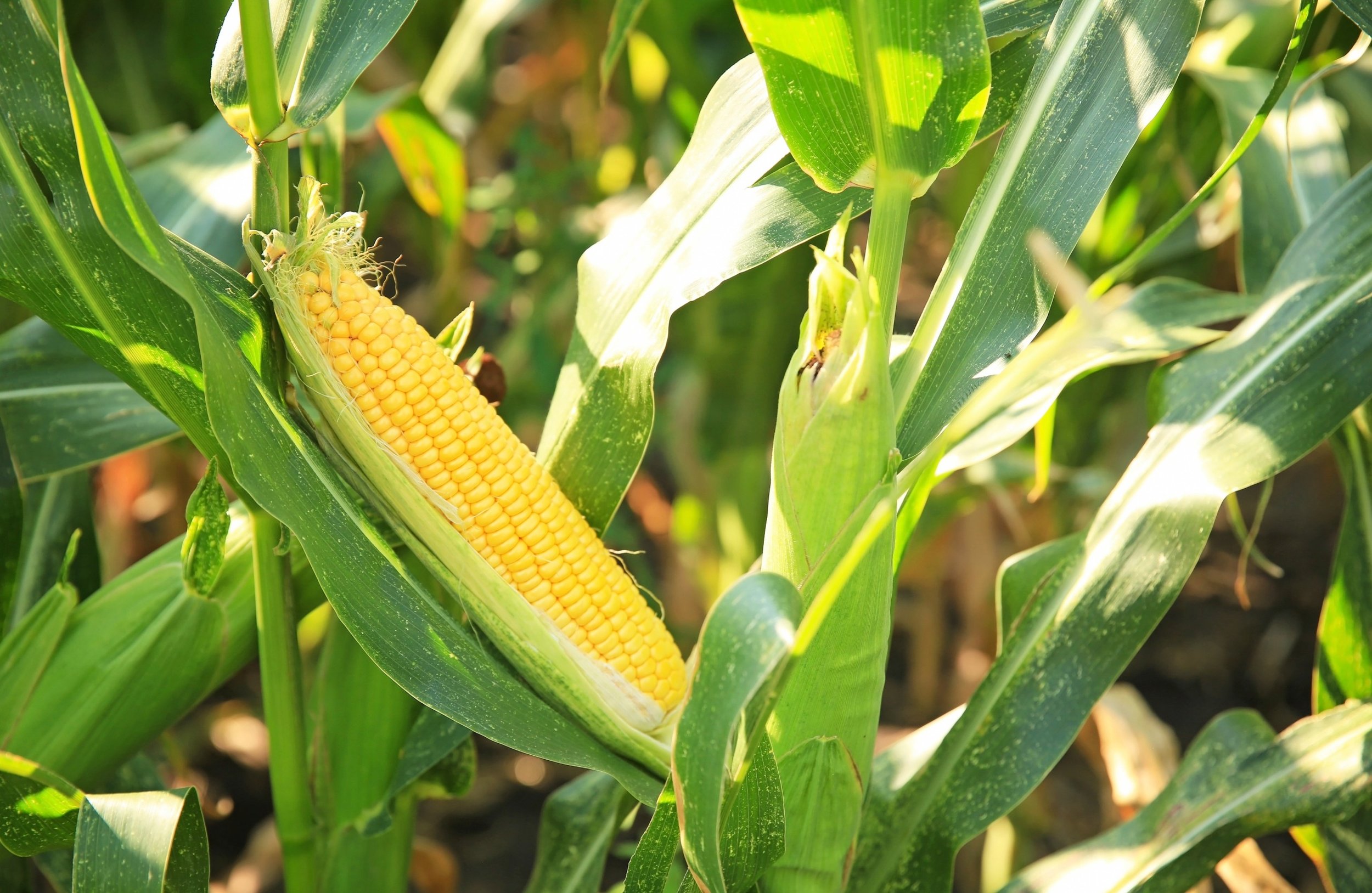 When to Harvest Sweetcorn