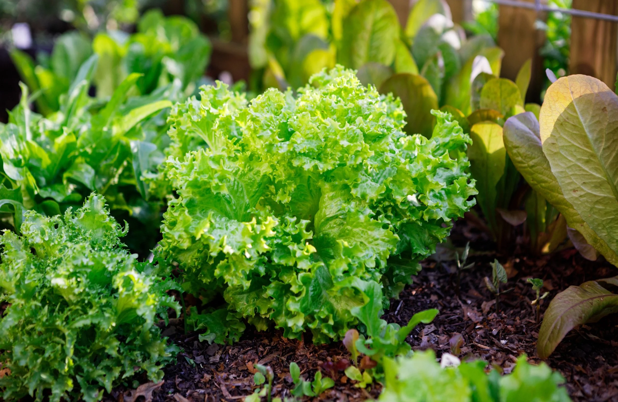 Vegetables That Grow All Year Round (UK Guide)