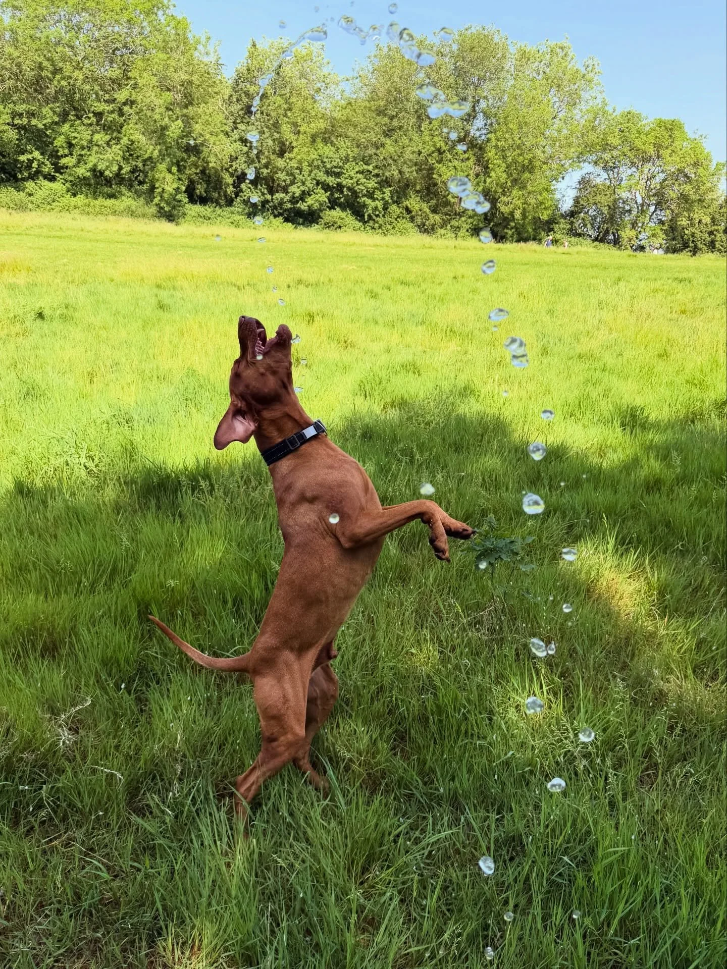 Happy walks, happy dogs 🤎🐾