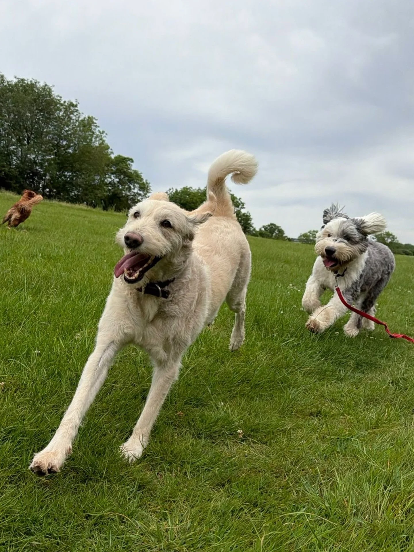 When I&rsquo;m away, the dogs still play 🤎🐾
