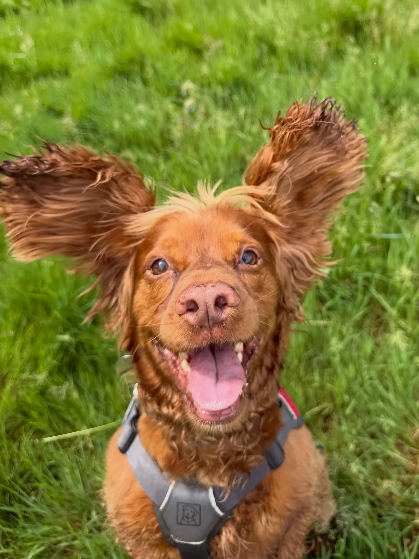 Photos that make you smile 🐶🐾🤎