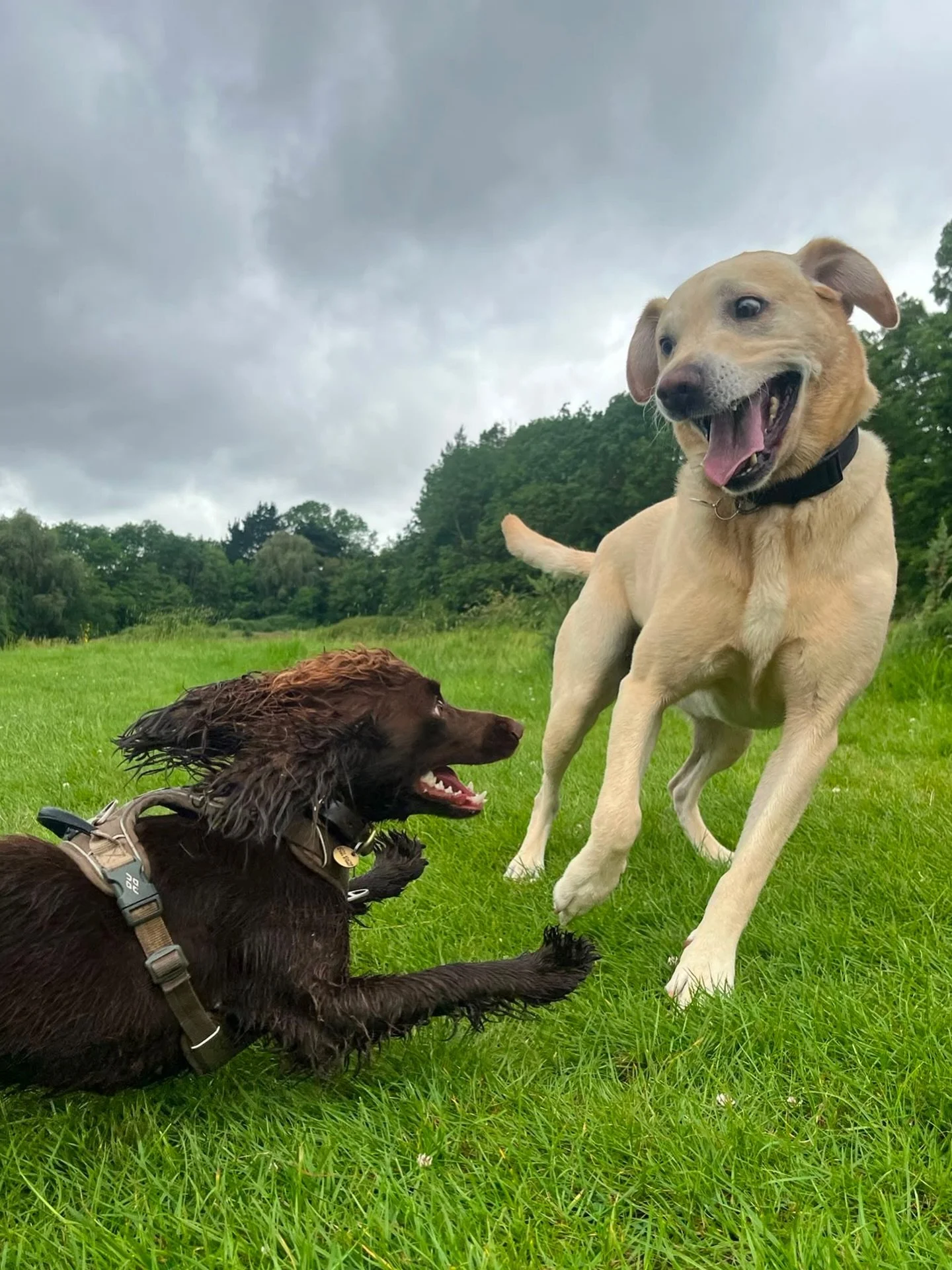 Relatable or not? My dog has more friends than me 🐾🤎