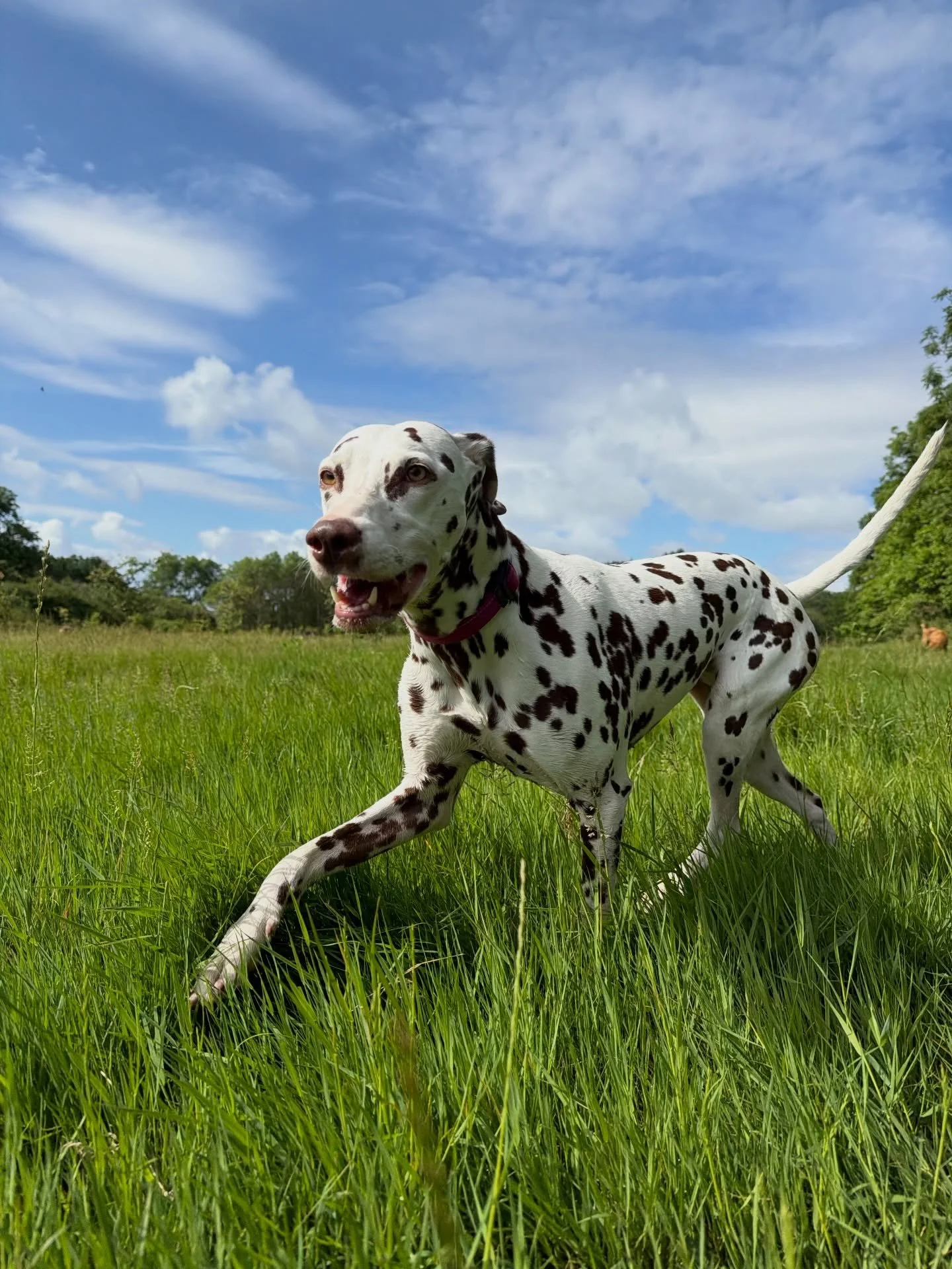 Happy Friday! 🤎🐾