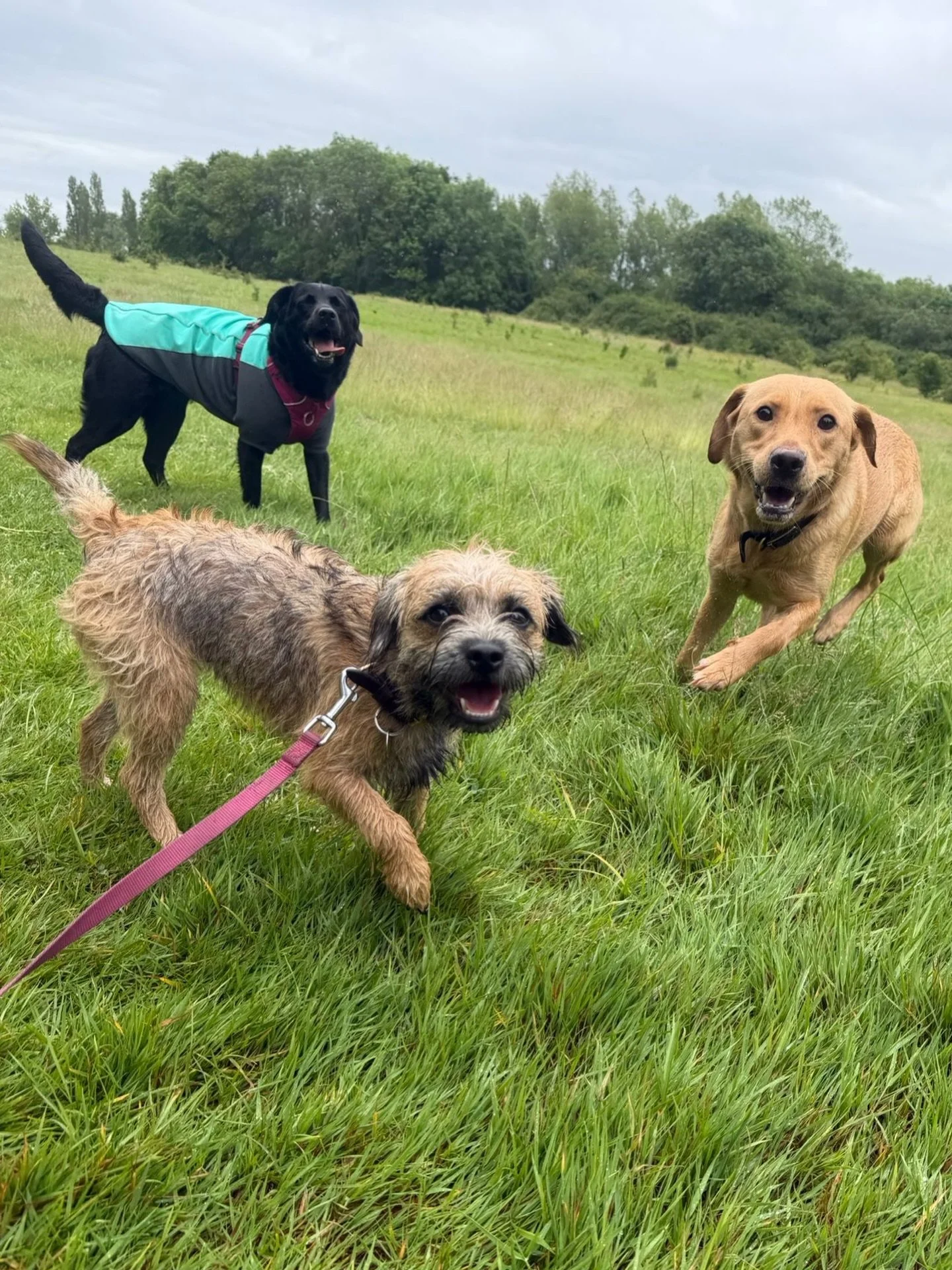 Wishing the weather would make its mind up 🐾🤎