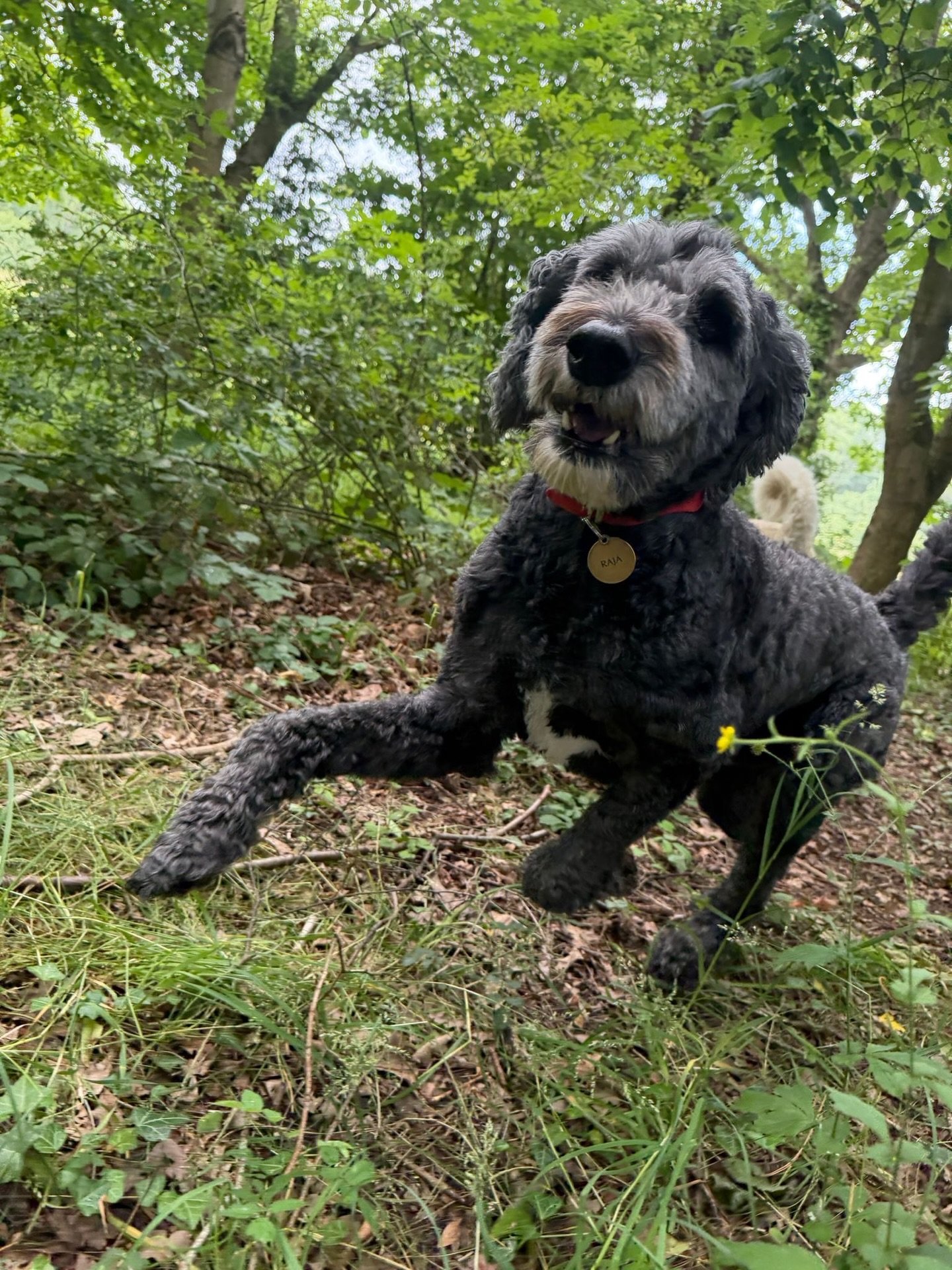 Woof woof Wednesday 🐾🤎