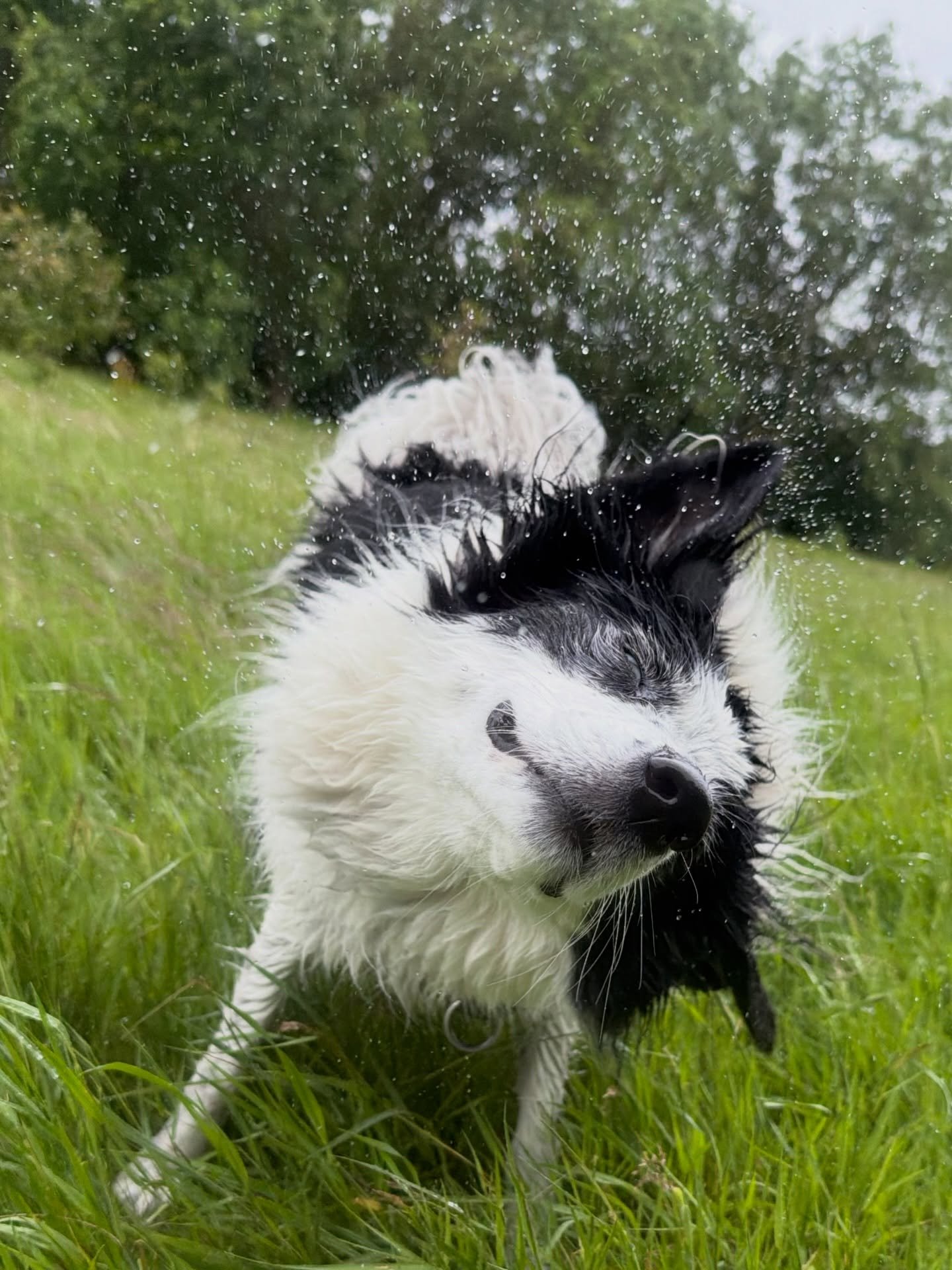Soggy days are still good day 🤎🐾